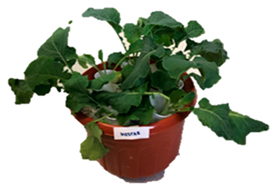 Agronomy 09 00502 i004