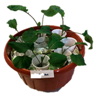 Agronomy 09 00502 i006