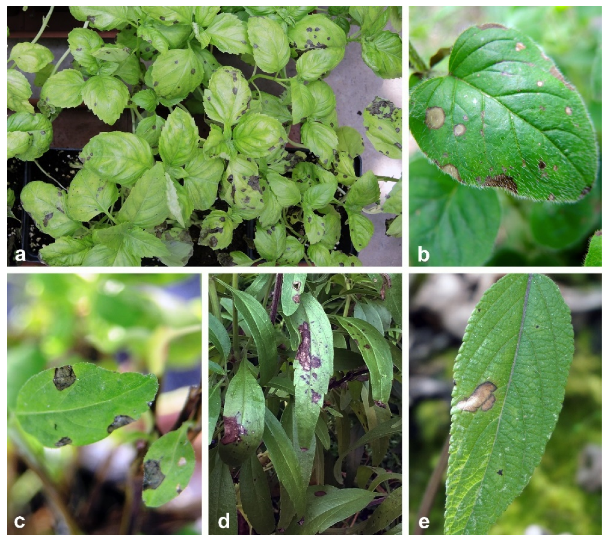 Agronomy 09 00613 g001