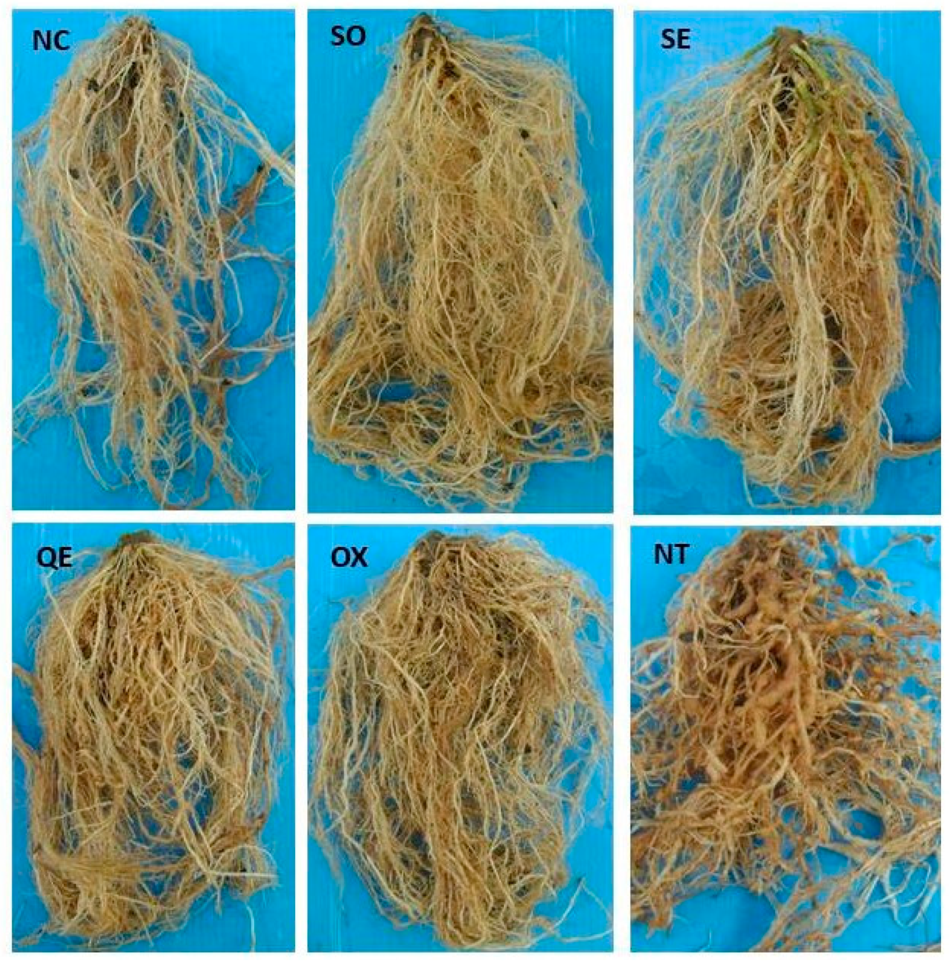 Agronomy 09 00616 g002 Agronomy 09 00616 g002