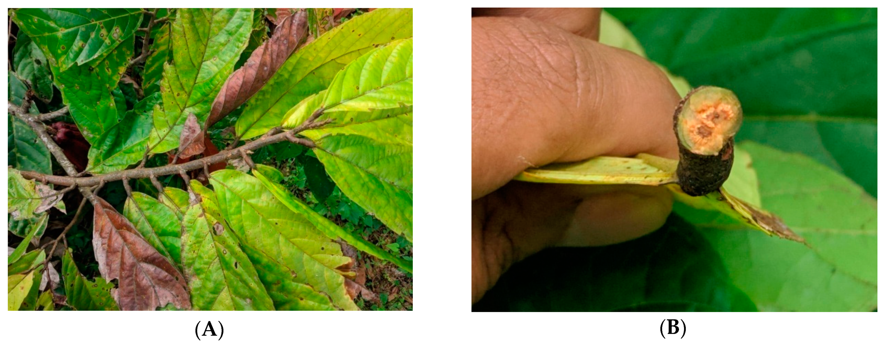 Agronomy 09 00650 g001a