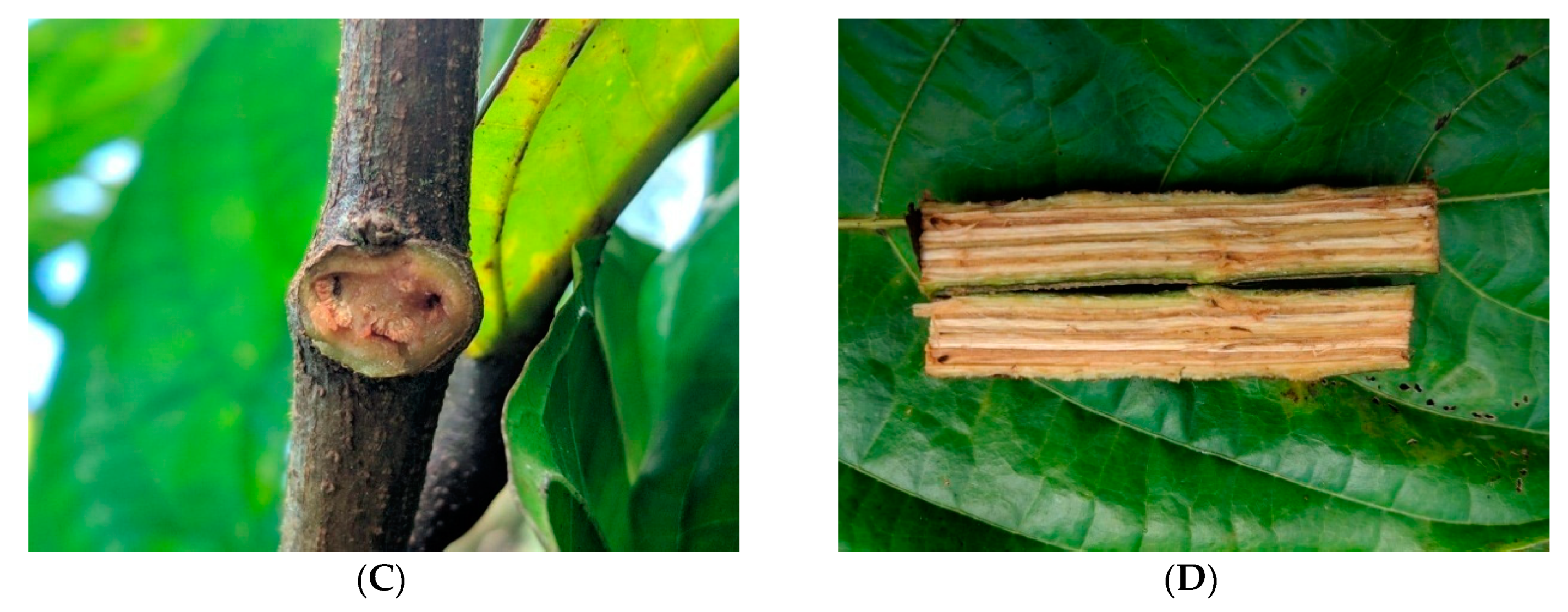 Agronomy 09 00650 g001b