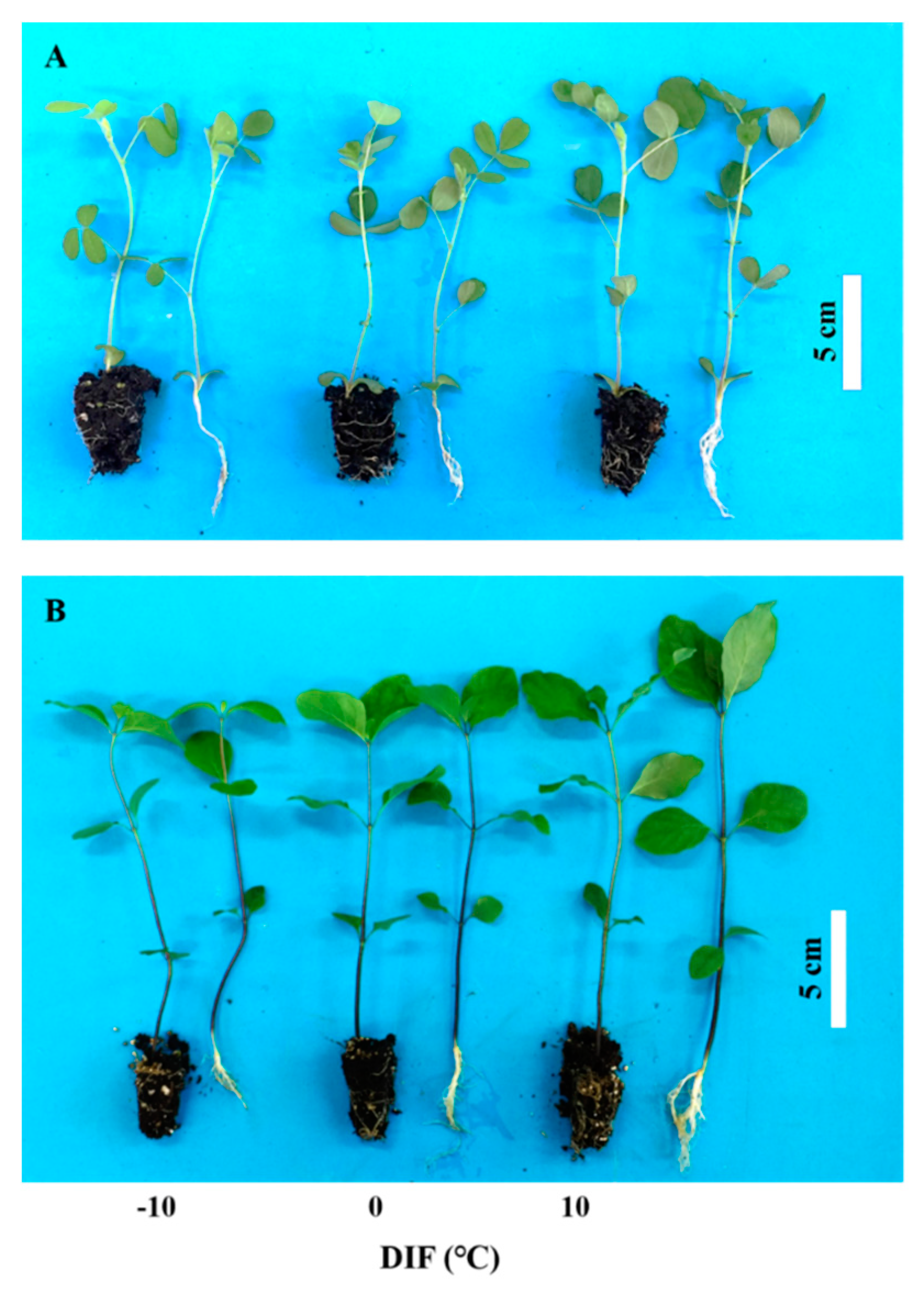 Agronomy 09 00654 g001