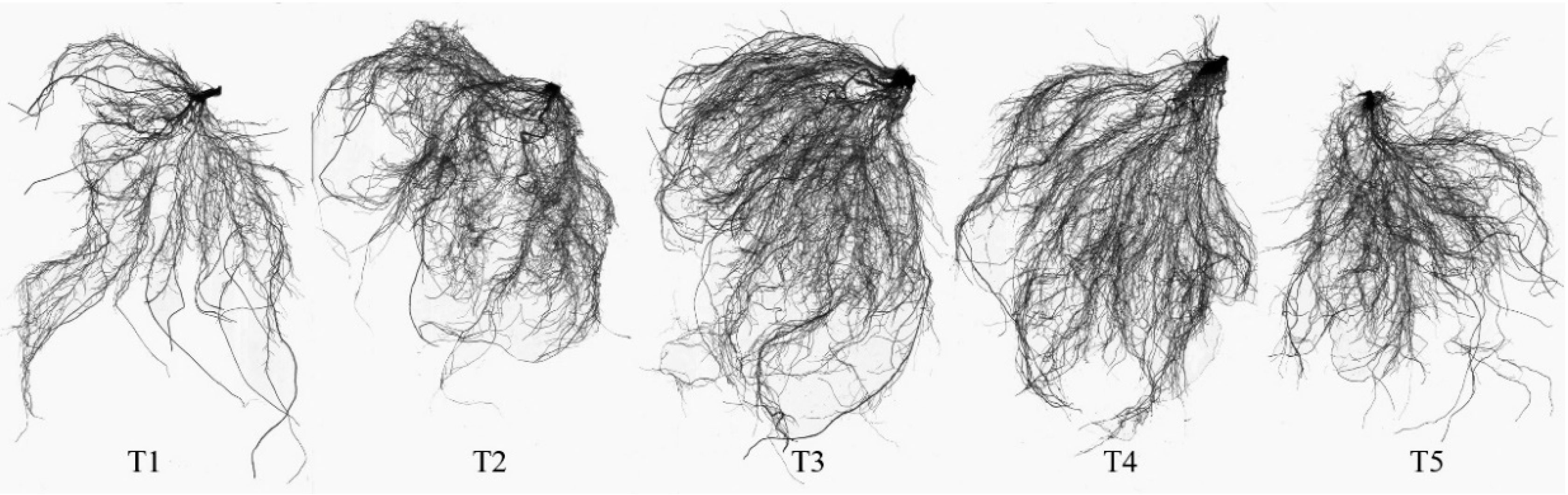 Agronomy 09 00683 g002 Agronomy 09 00683 g002