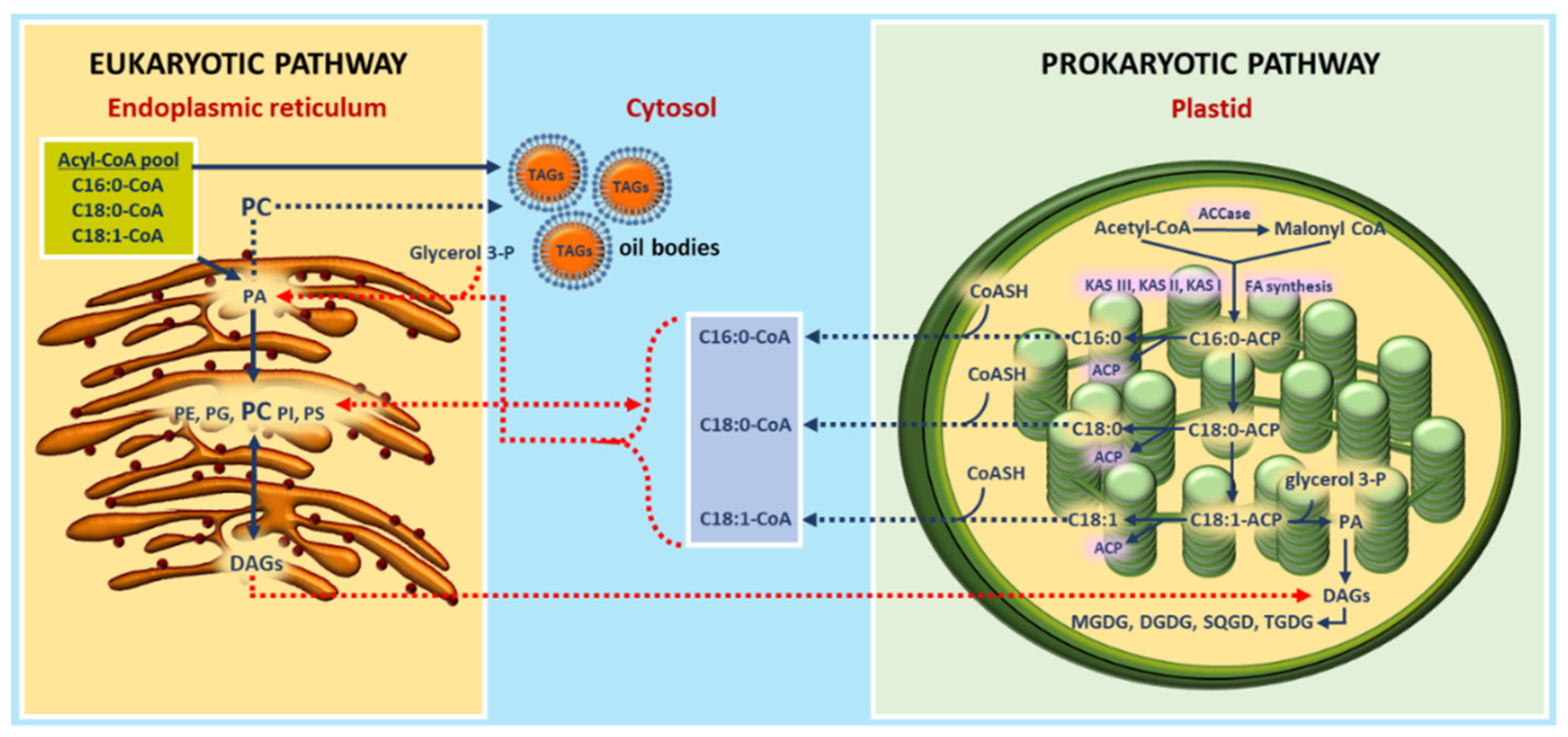Agronomy 09 00684 g001