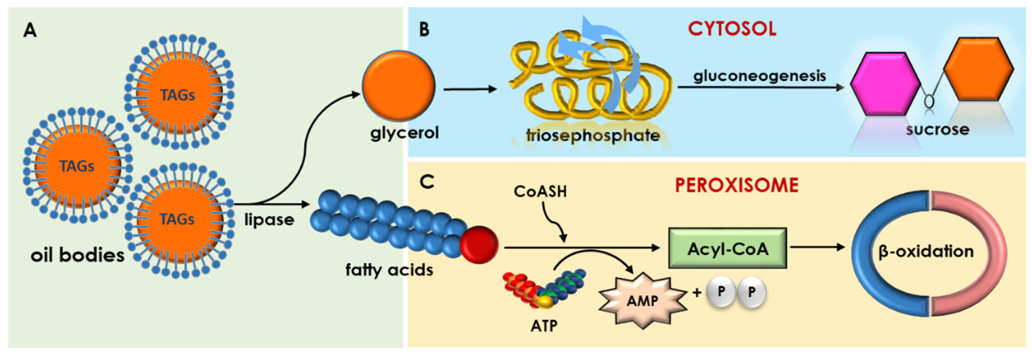 Agronomy 09 00684 g003