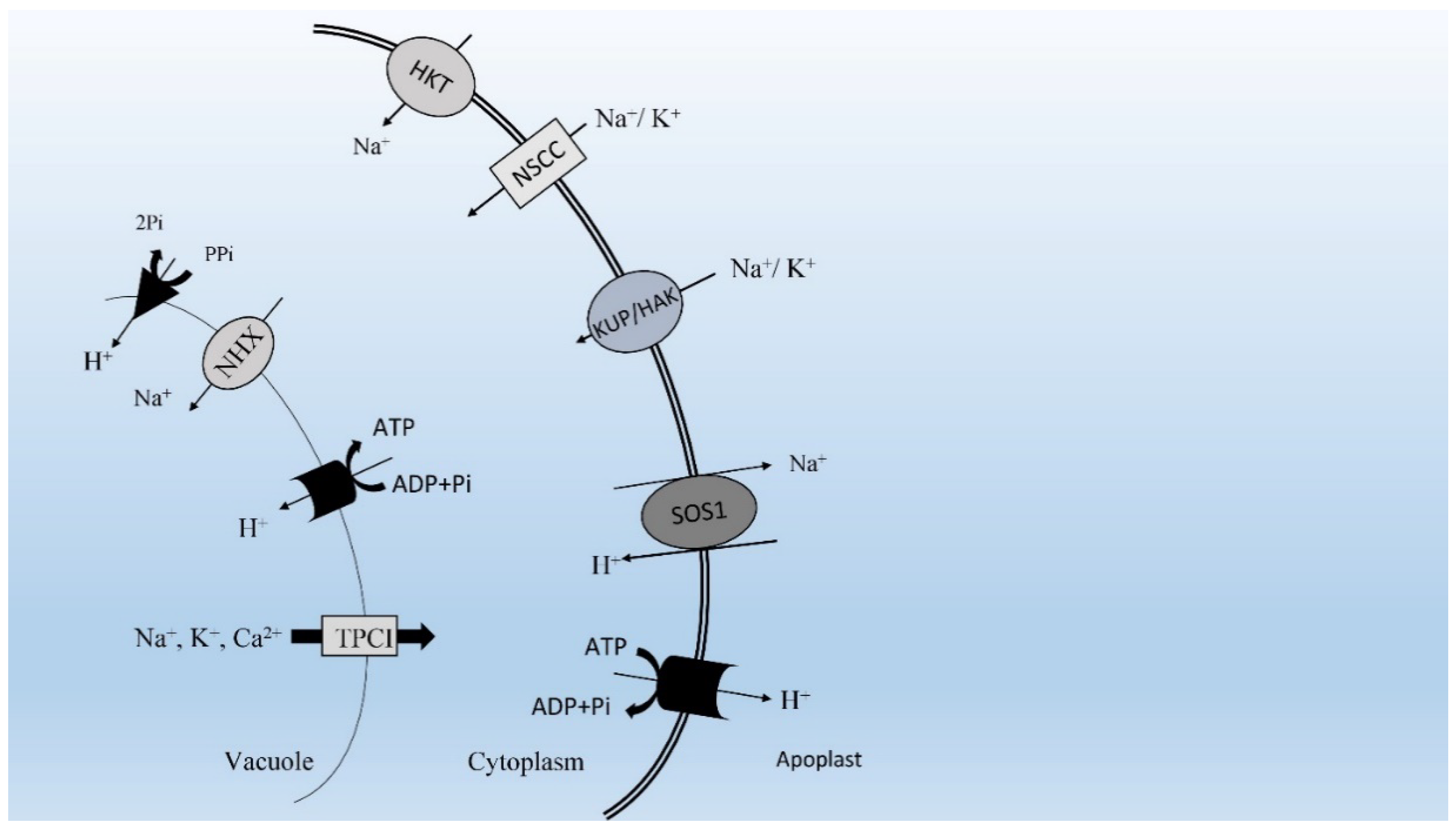 Agronomy 09 00687 g001