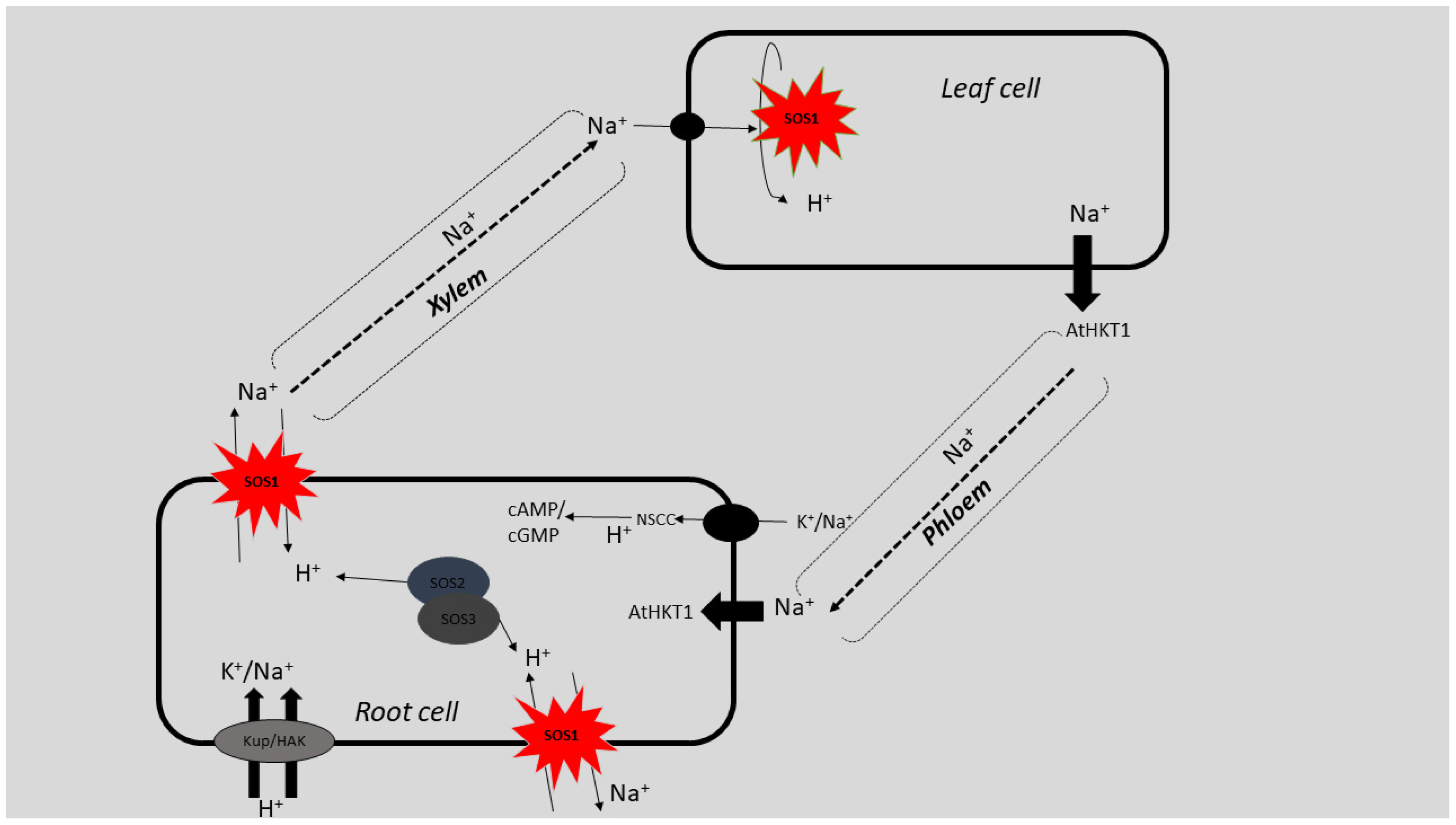 Agronomy 09 00687 g002