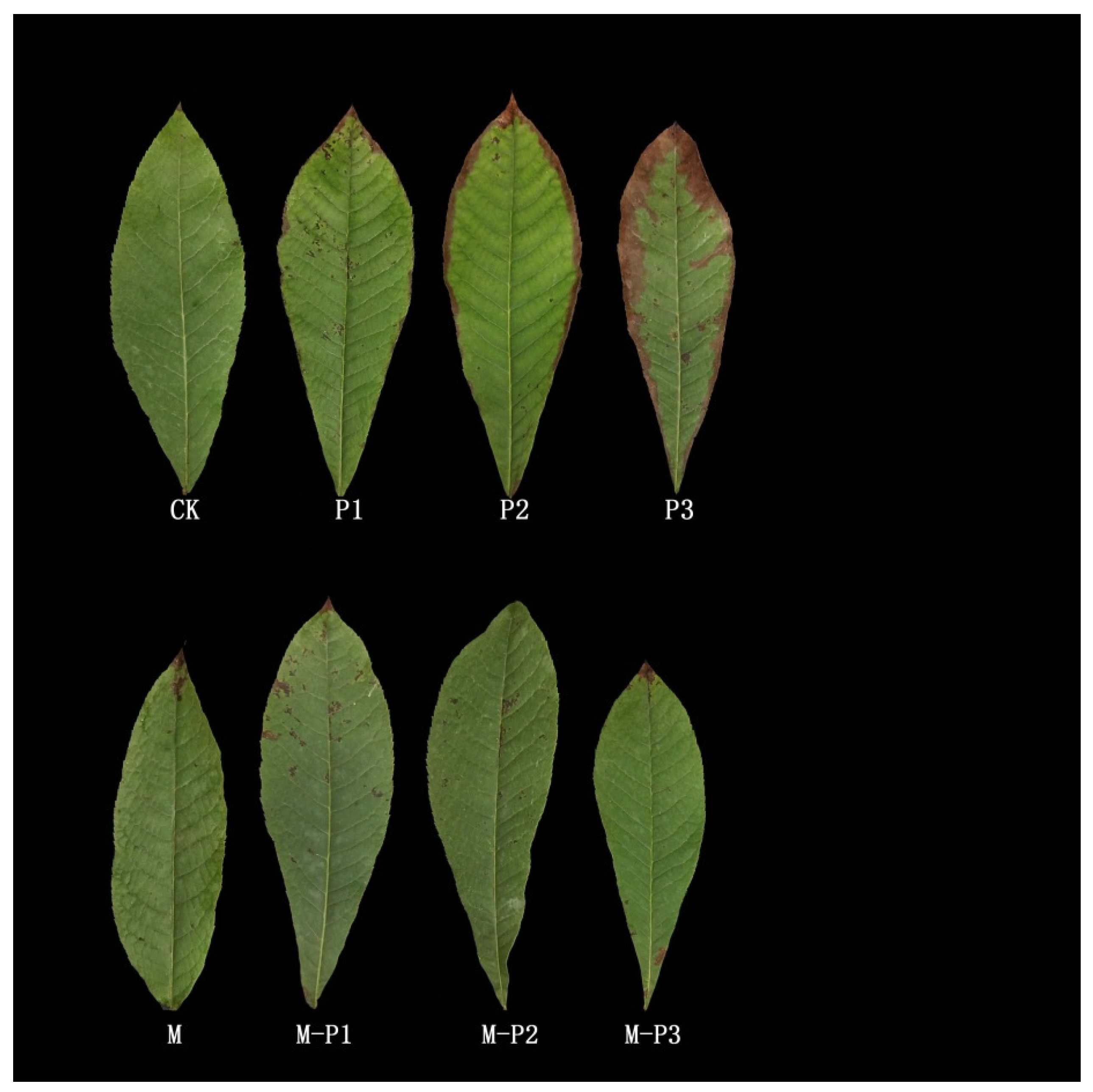 Agronomy 09 00702 g001