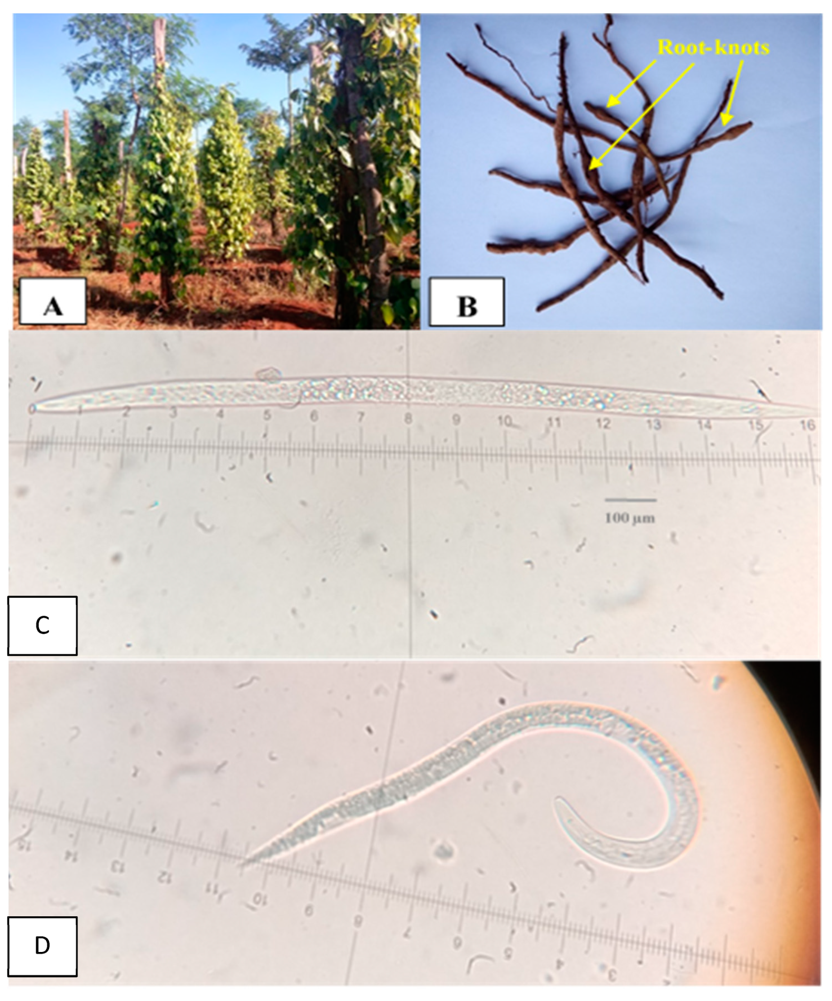 Agronomy 09 00714 g001 Agronomy 09 00714 g001