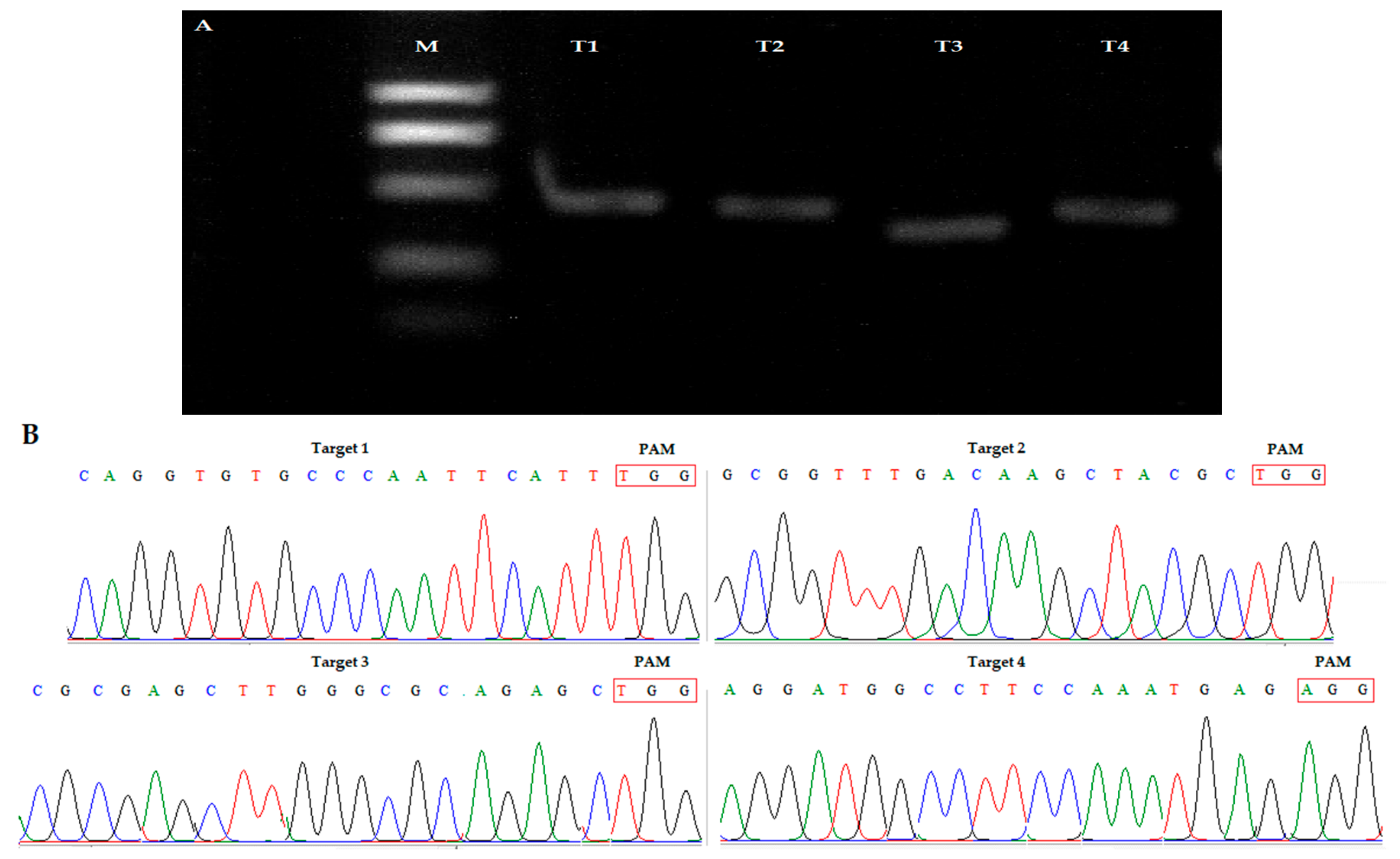 Agronomy 09 00728 g001