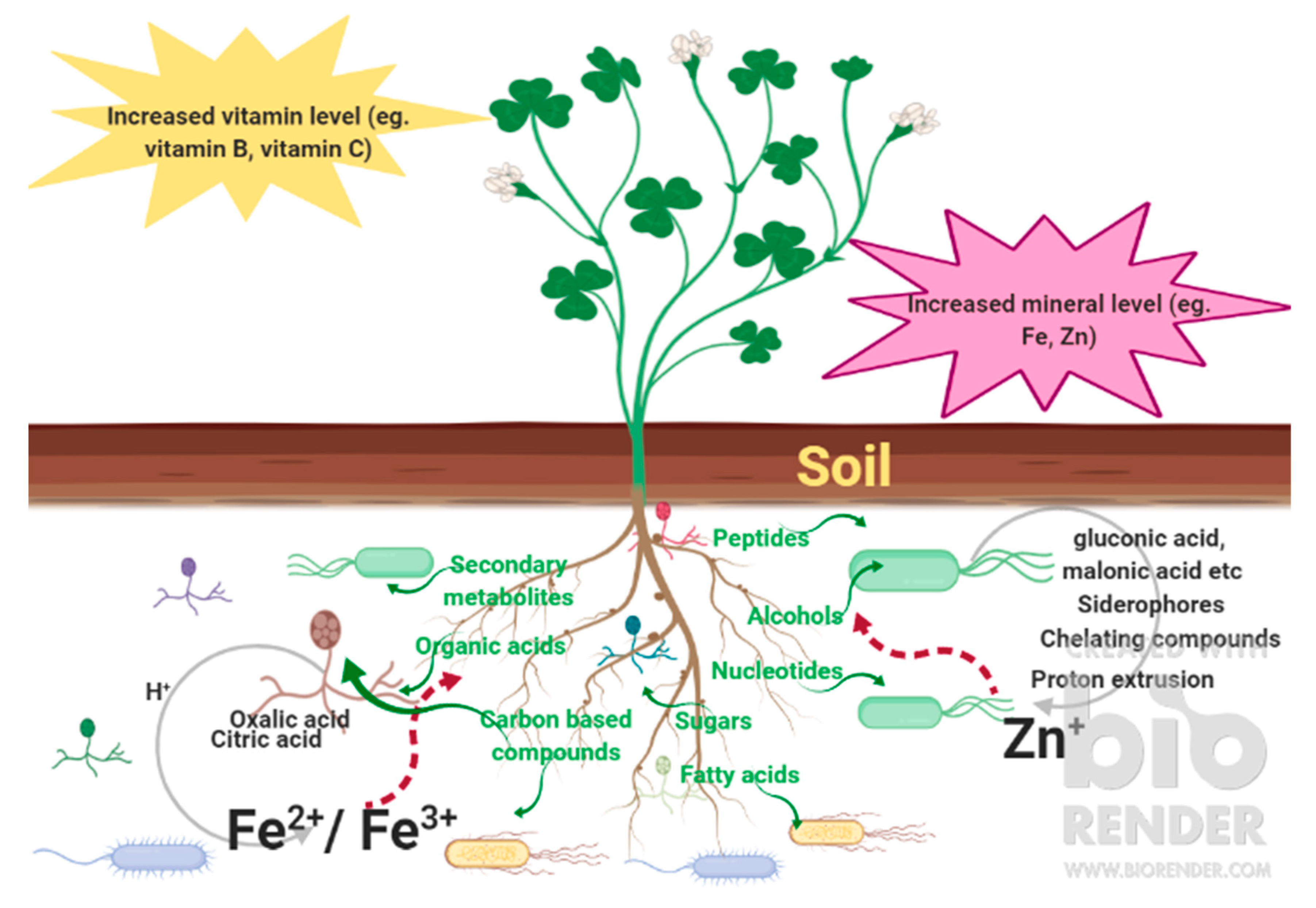 Agronomy 09 00764 g001 Agronomy 09 00764 g001
