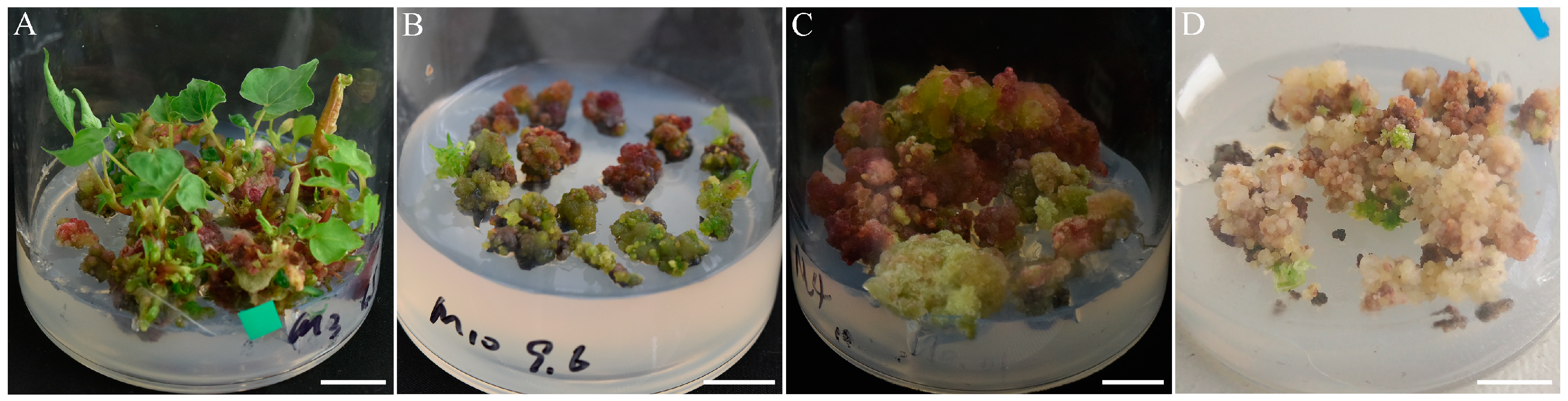Agronomy 09 00768 g003 Agronomy 09 00768 g003