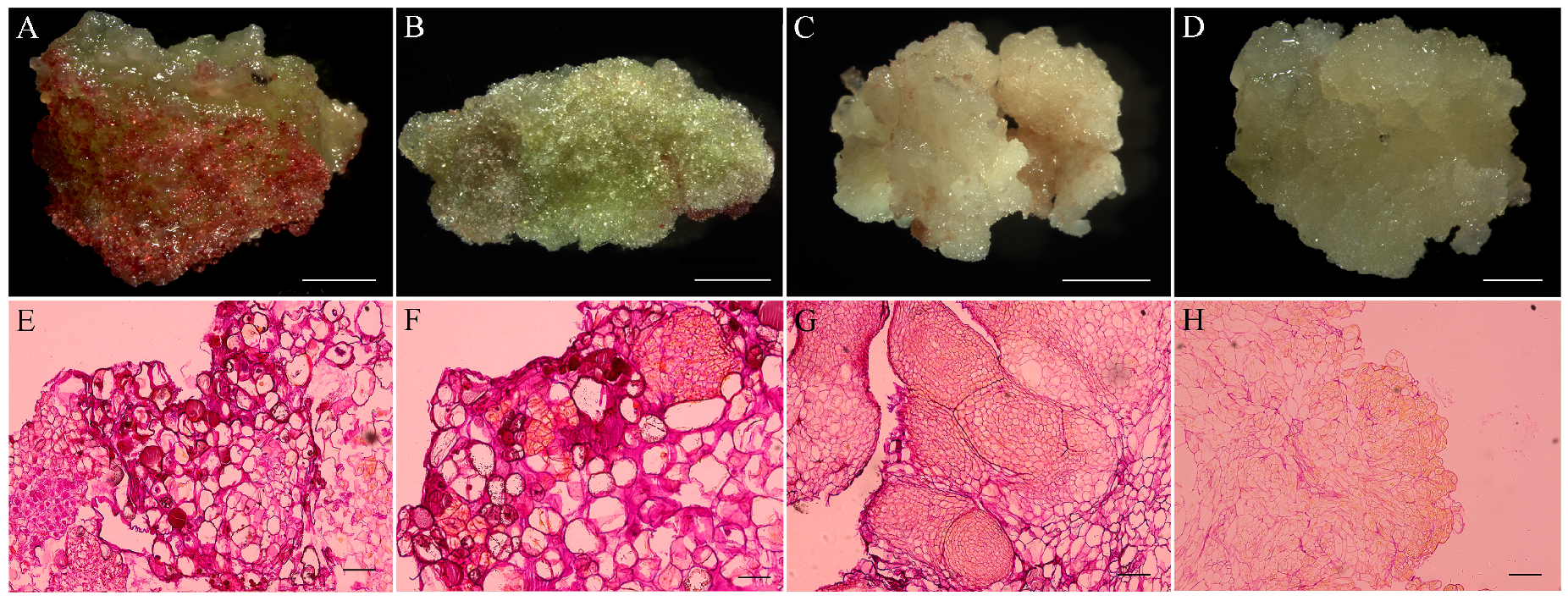 Agronomy 09 00768 g004 Agronomy 09 00768 g004