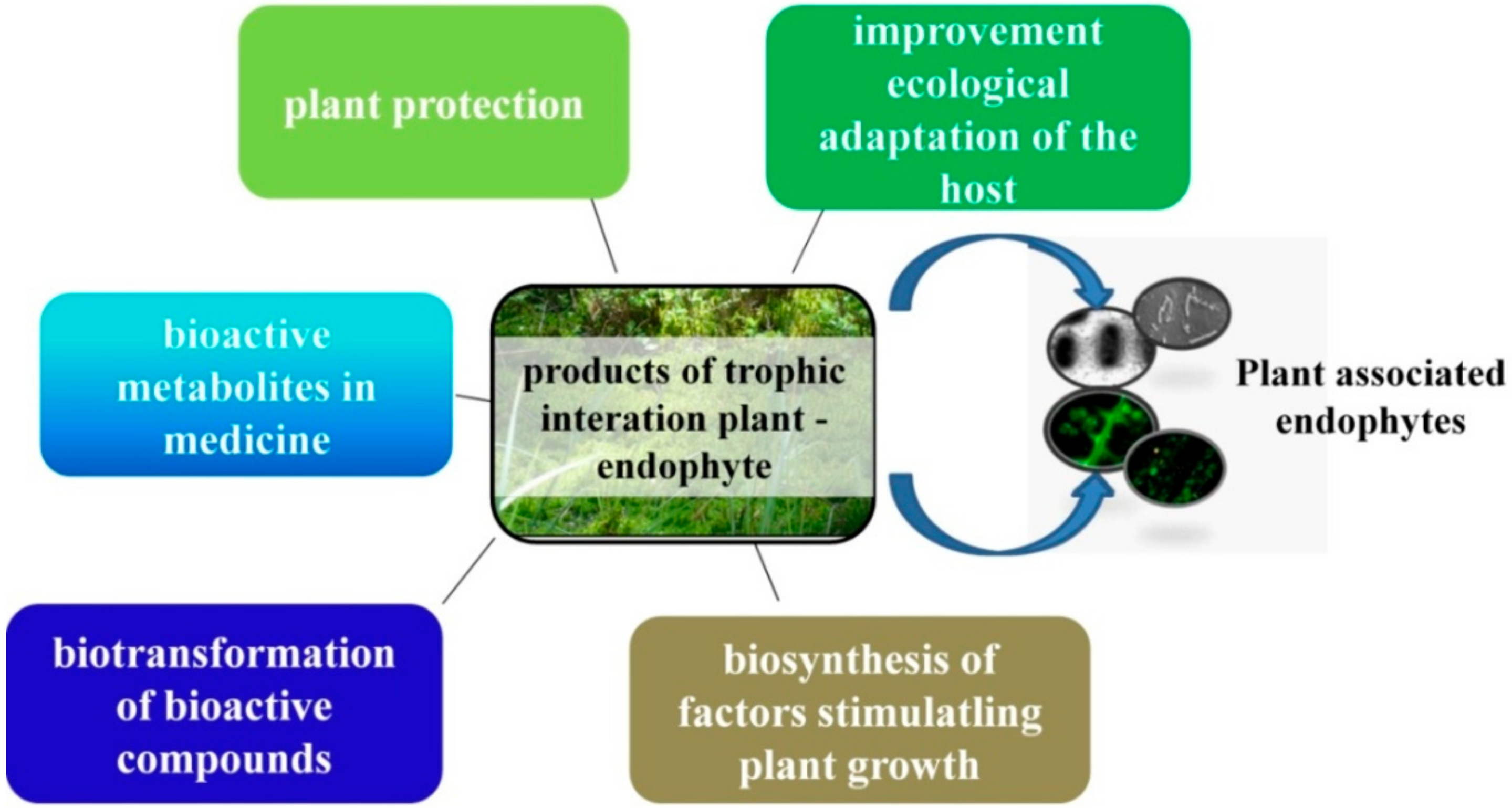 Agronomy 09 00779 g001