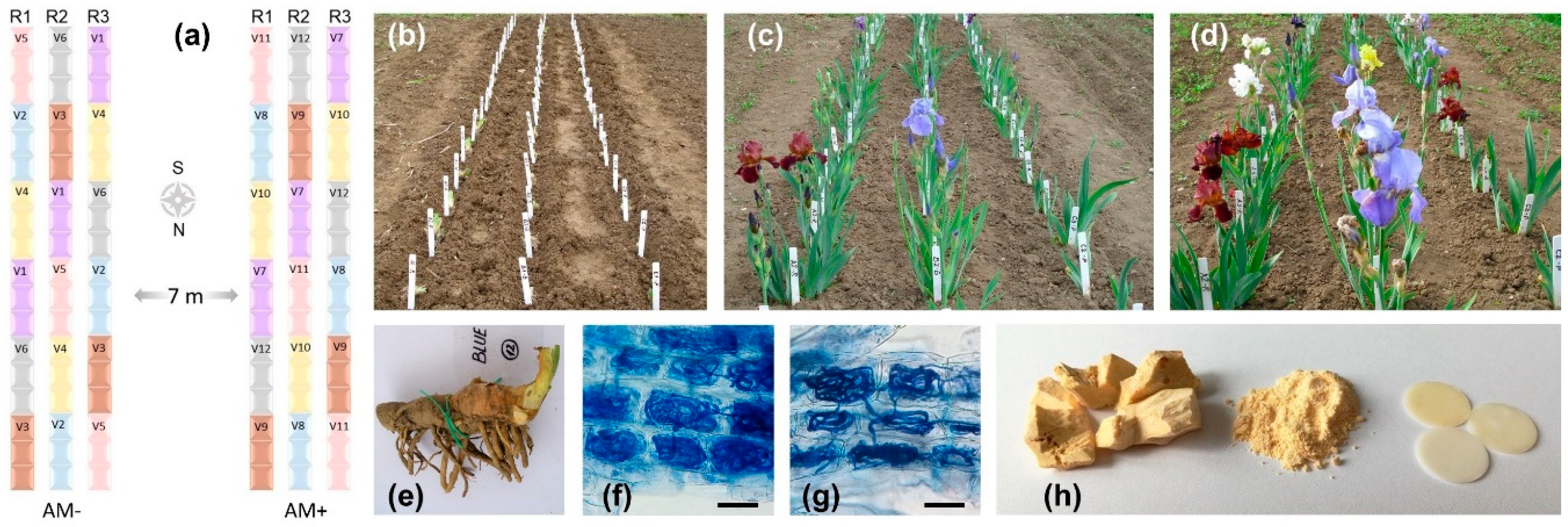 Agronomy 09 00815 g002