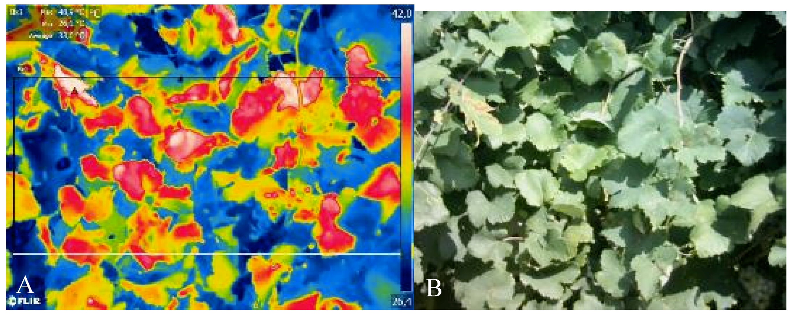 Agronomy 09 00821 g003