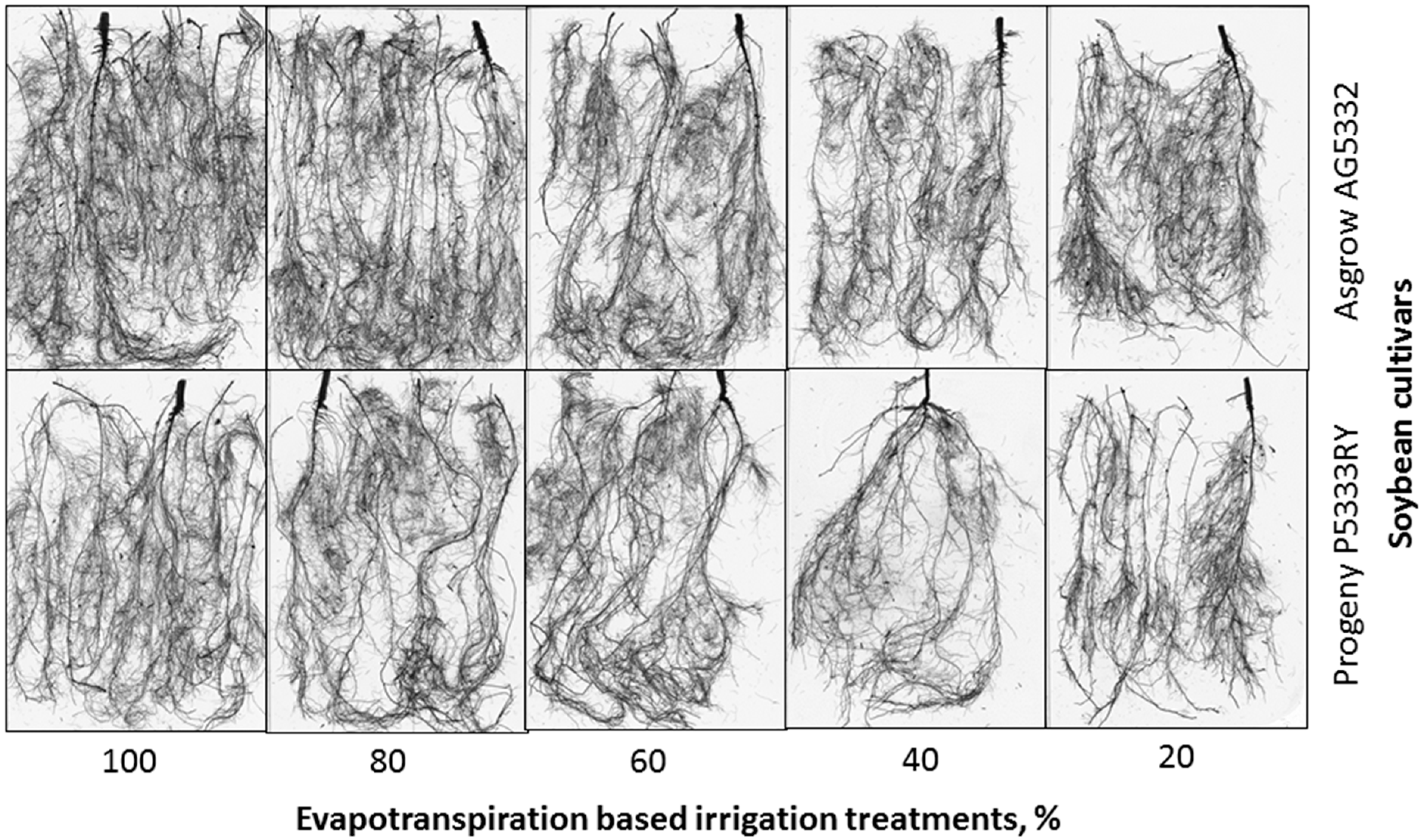 Agronomy 09 00836 g002