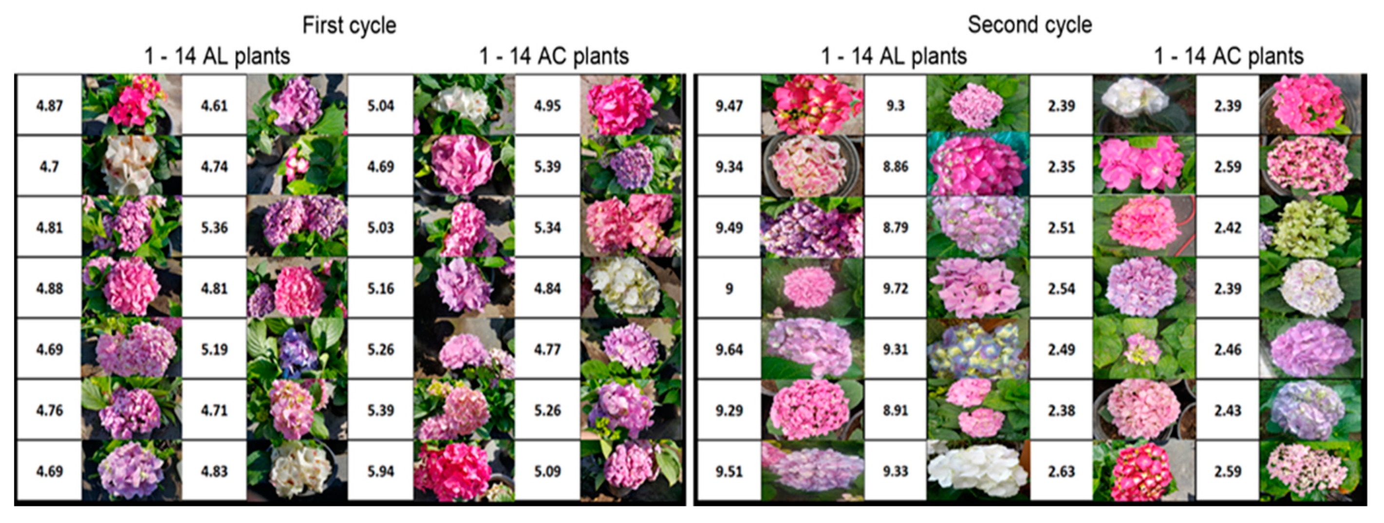 Agronomy 09 00871 g001