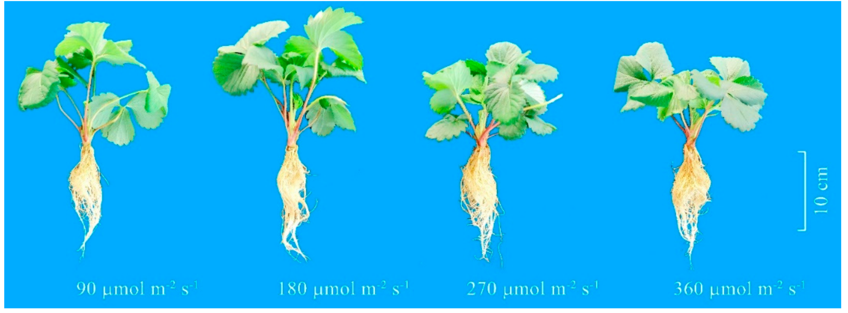 Agronomy 09 00875 g005