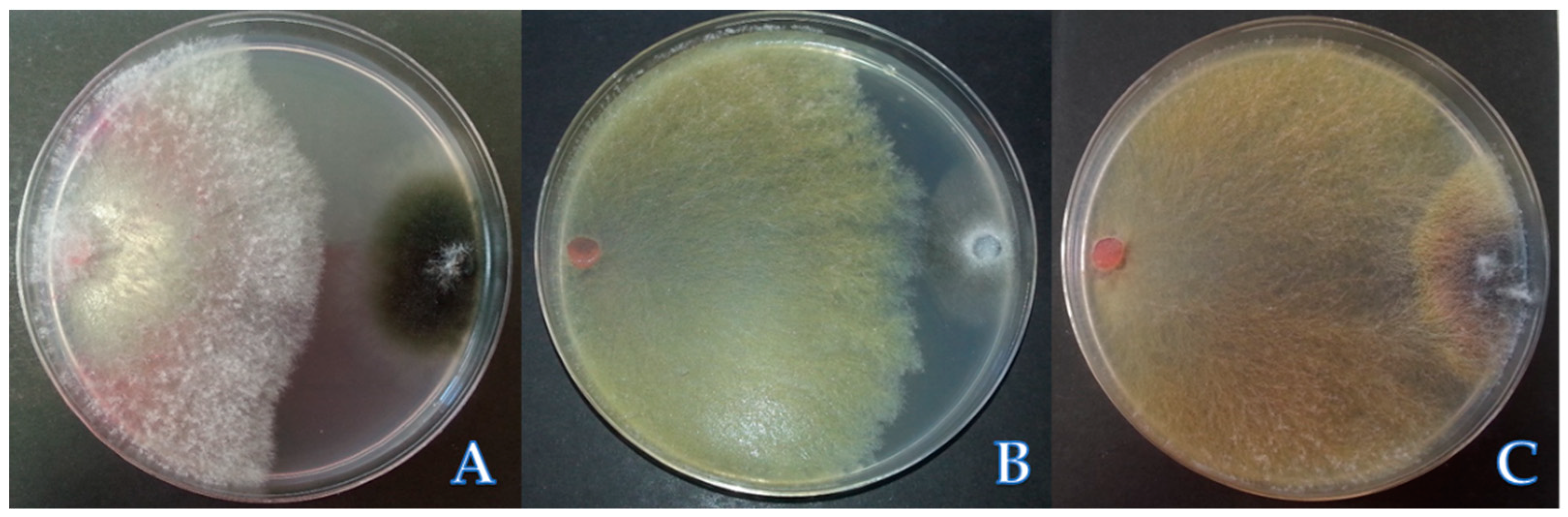 Agronomy 09 00891 g003