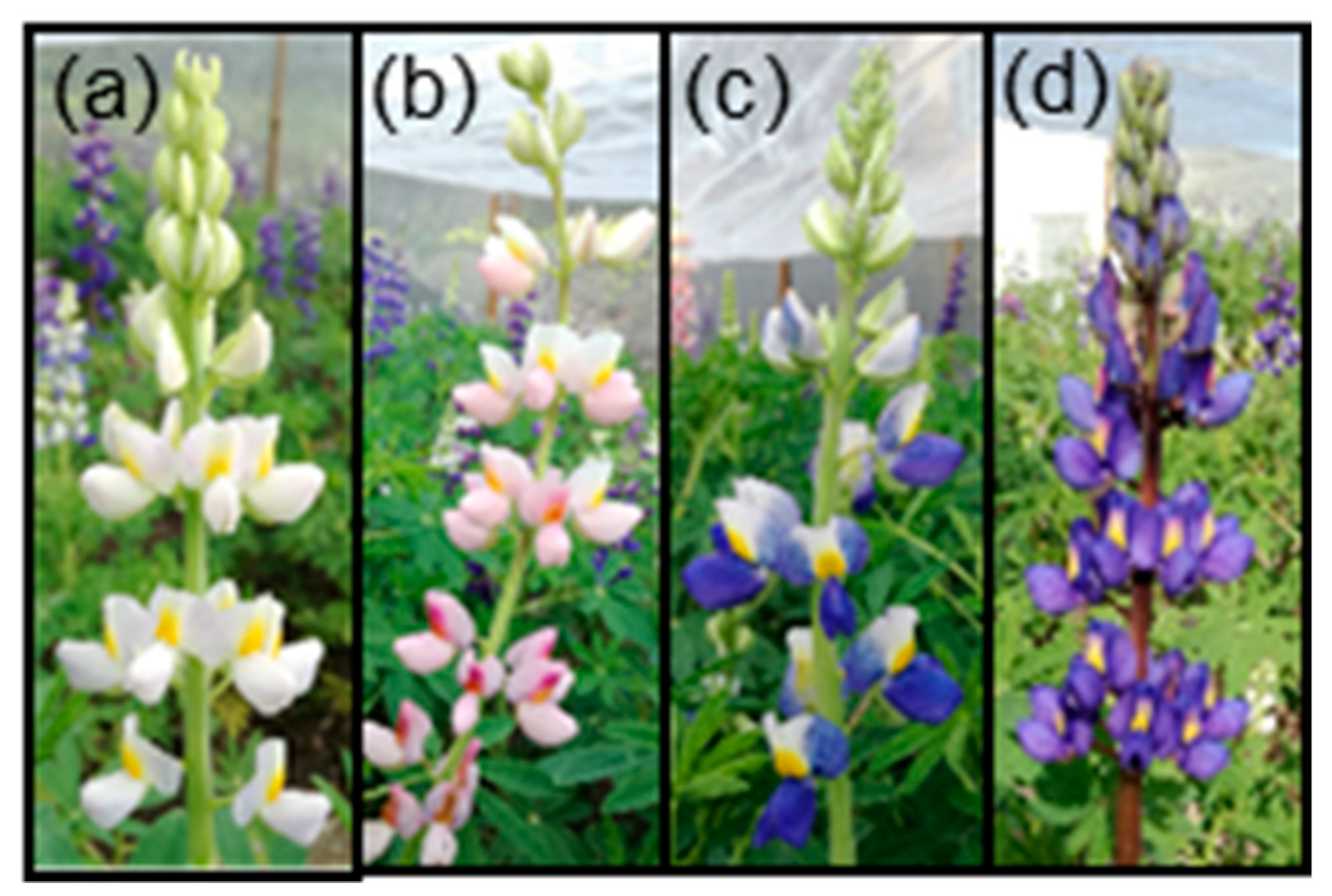 Agronomy 10 00021 g001 Agronomy 10 00021 g001