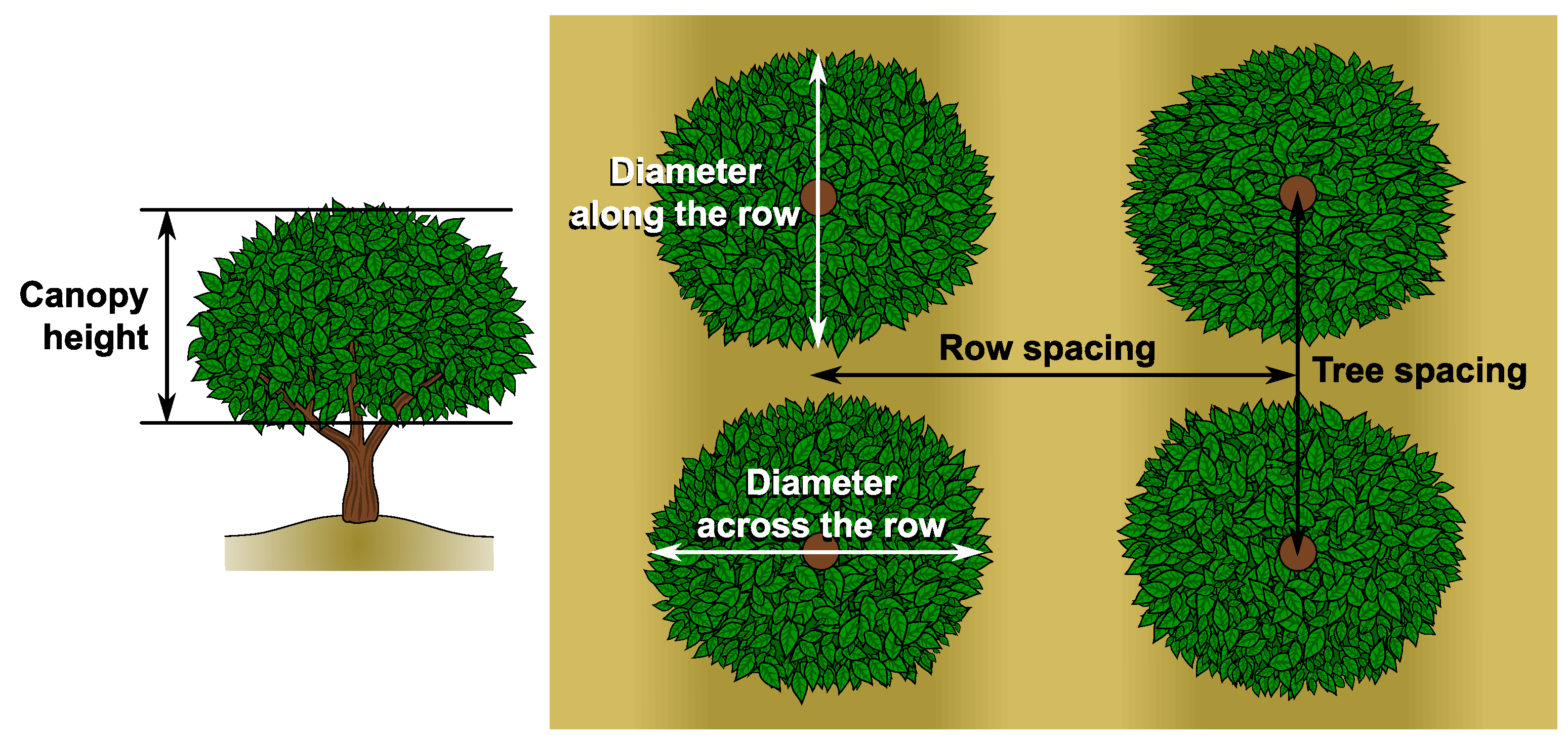 Agronomy 10 00032 g001 Agronomy 10 00032 g001