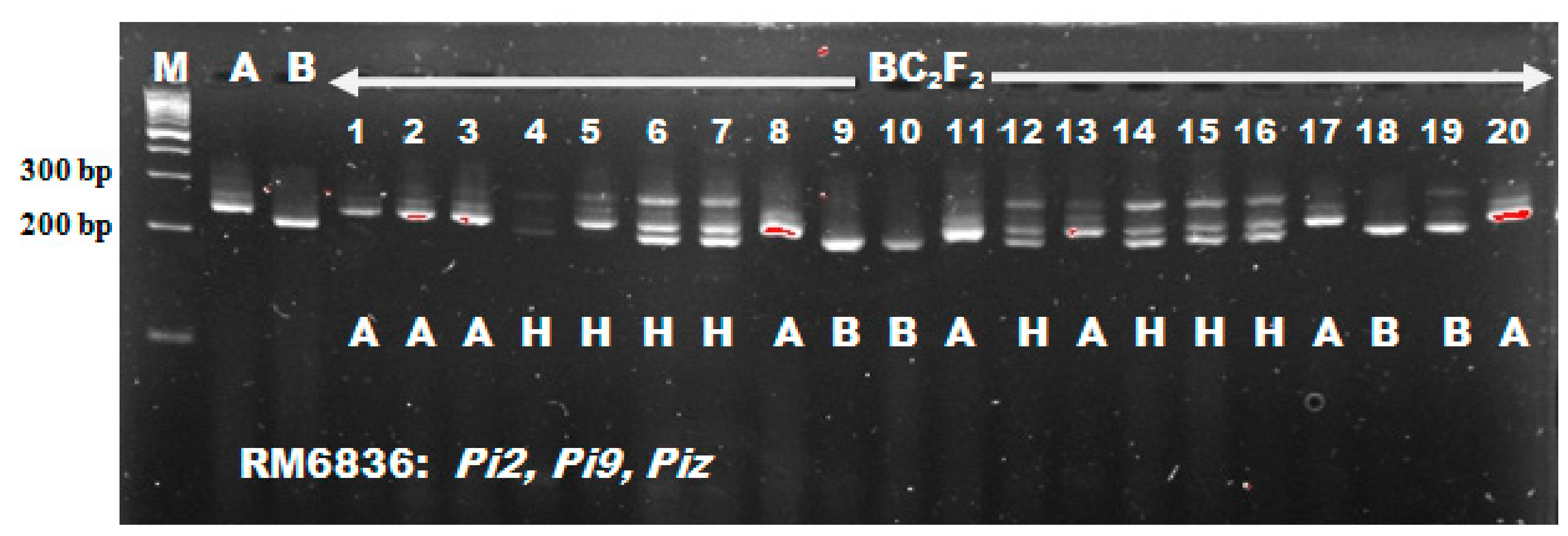 Agronomy 10 00042 g004 Agronomy 10 00042 g004