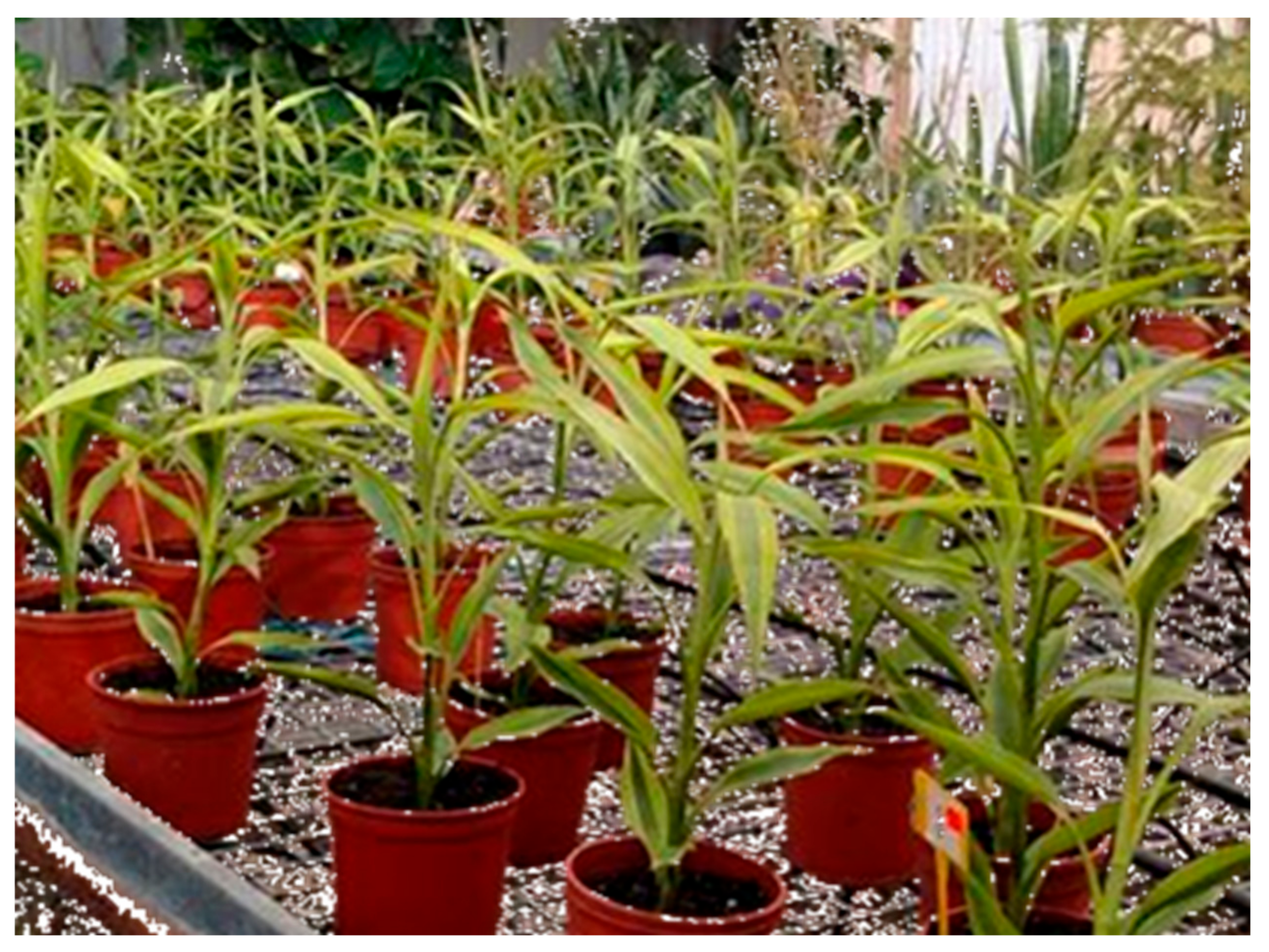 Agronomy 10 00125 g001 Agronomy 10 00125 g001