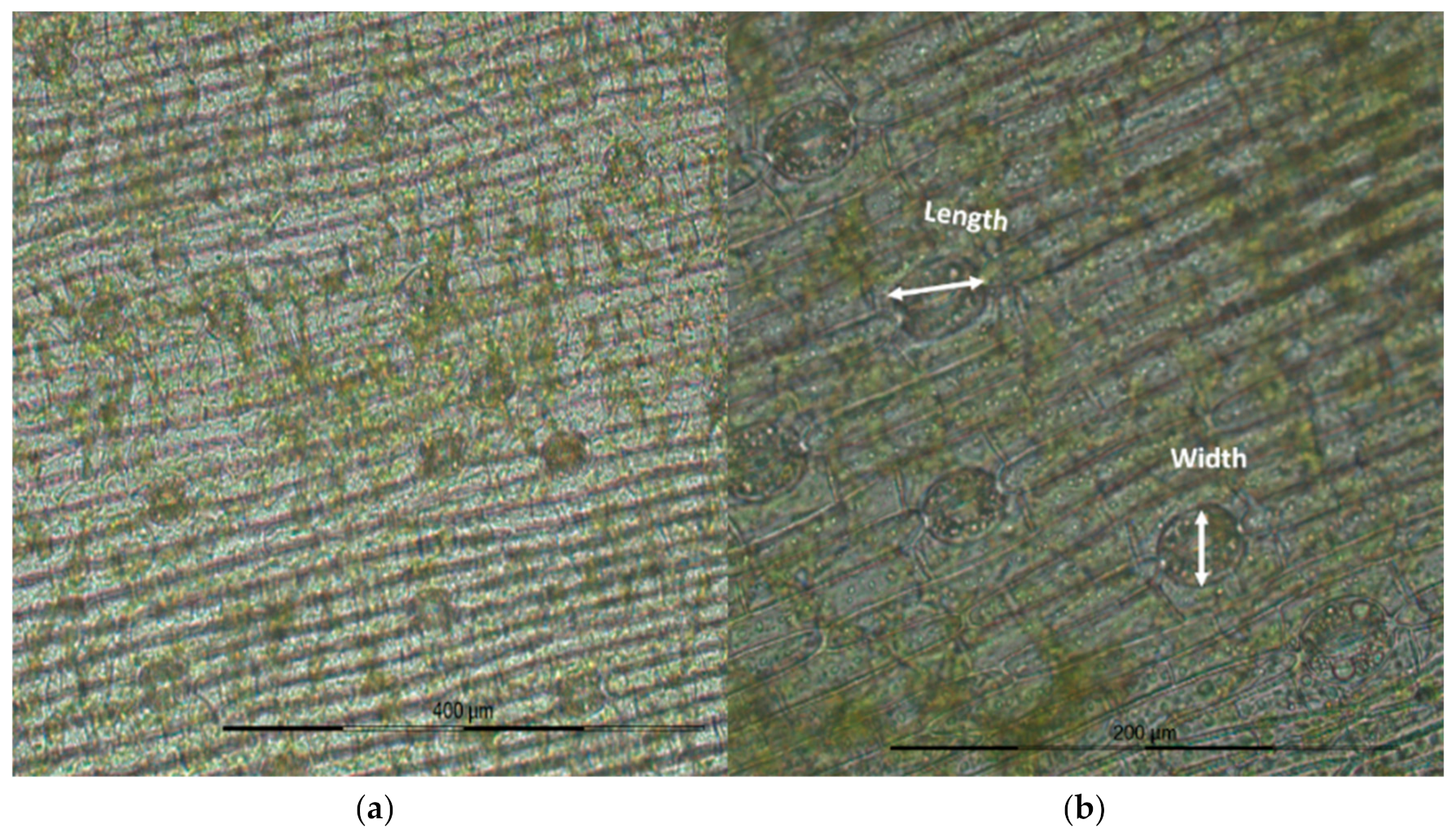 Agronomy 10 00125 g002 Agronomy 10 00125 g002