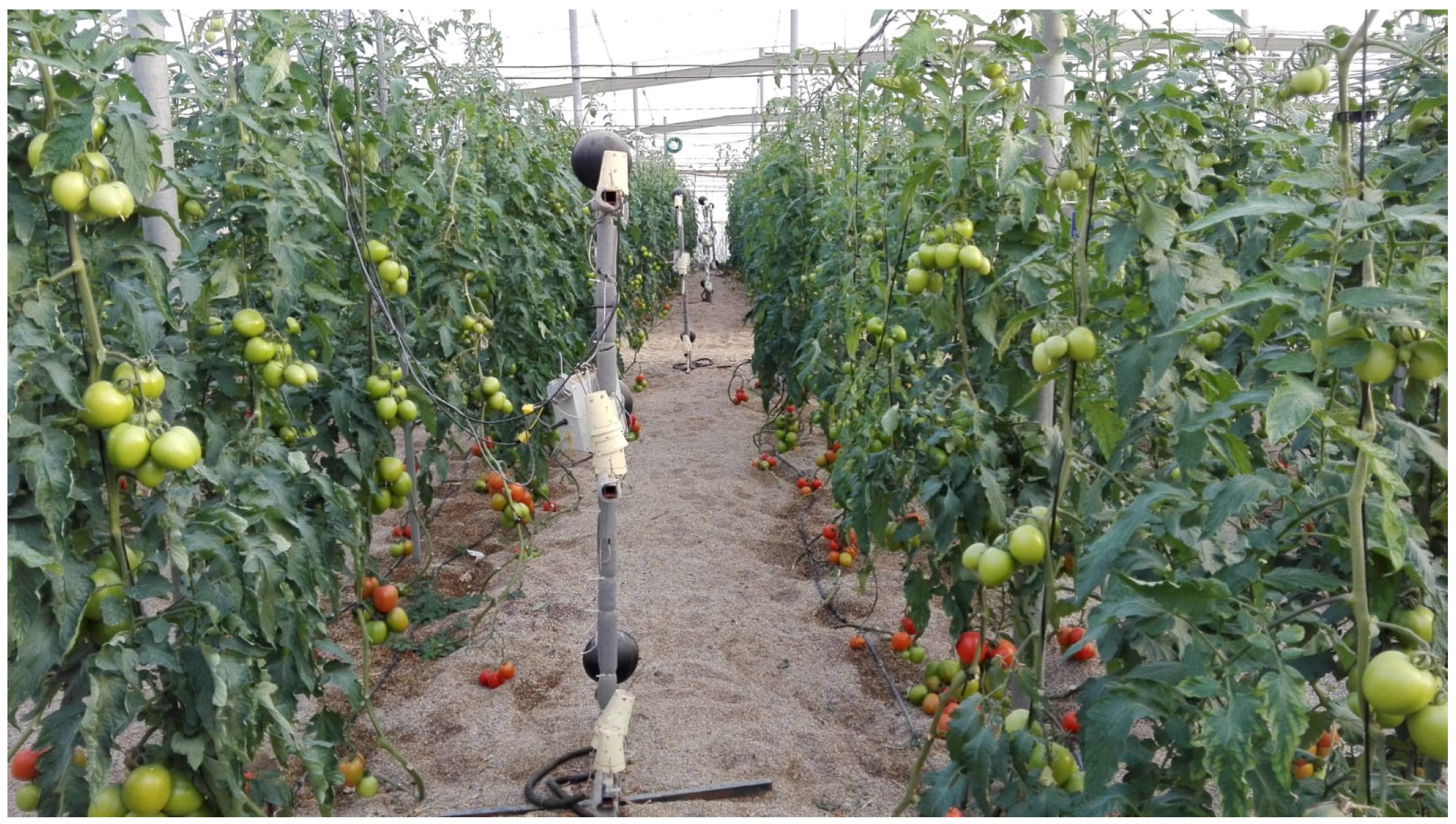 Agronomy 10 00145 g008