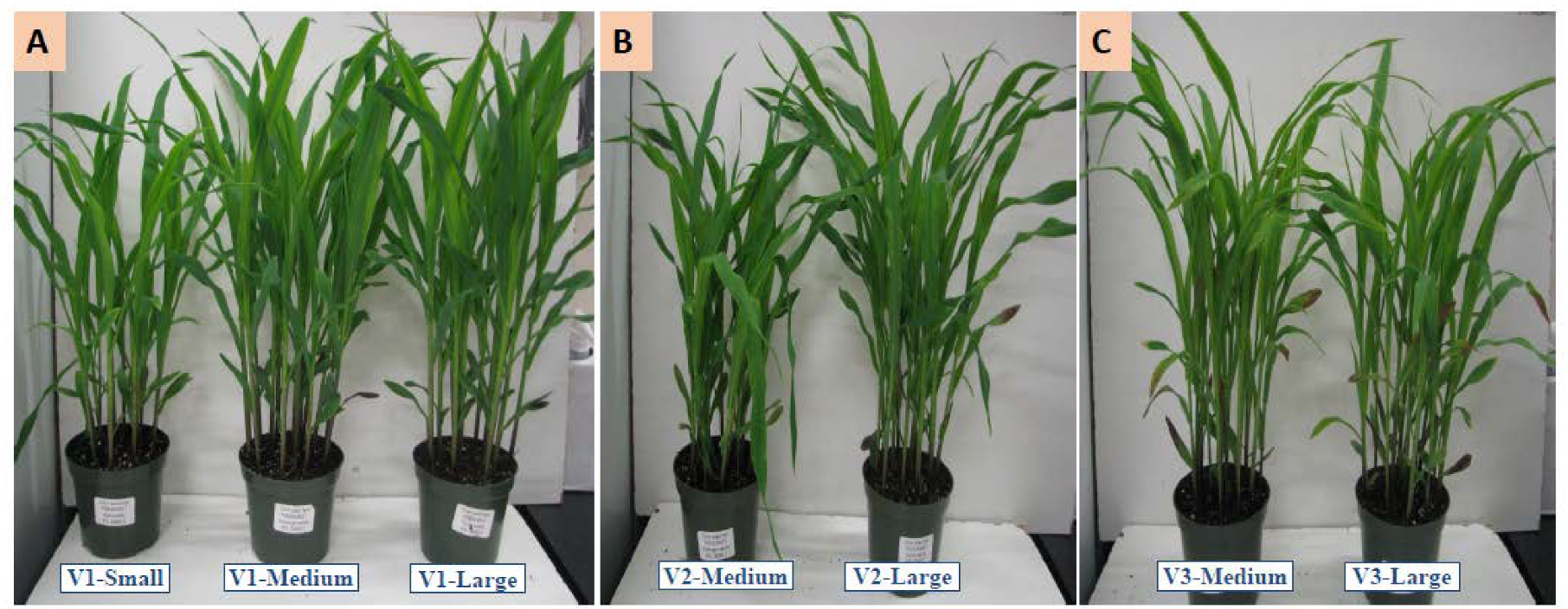 Agronomy 10 00157 g001