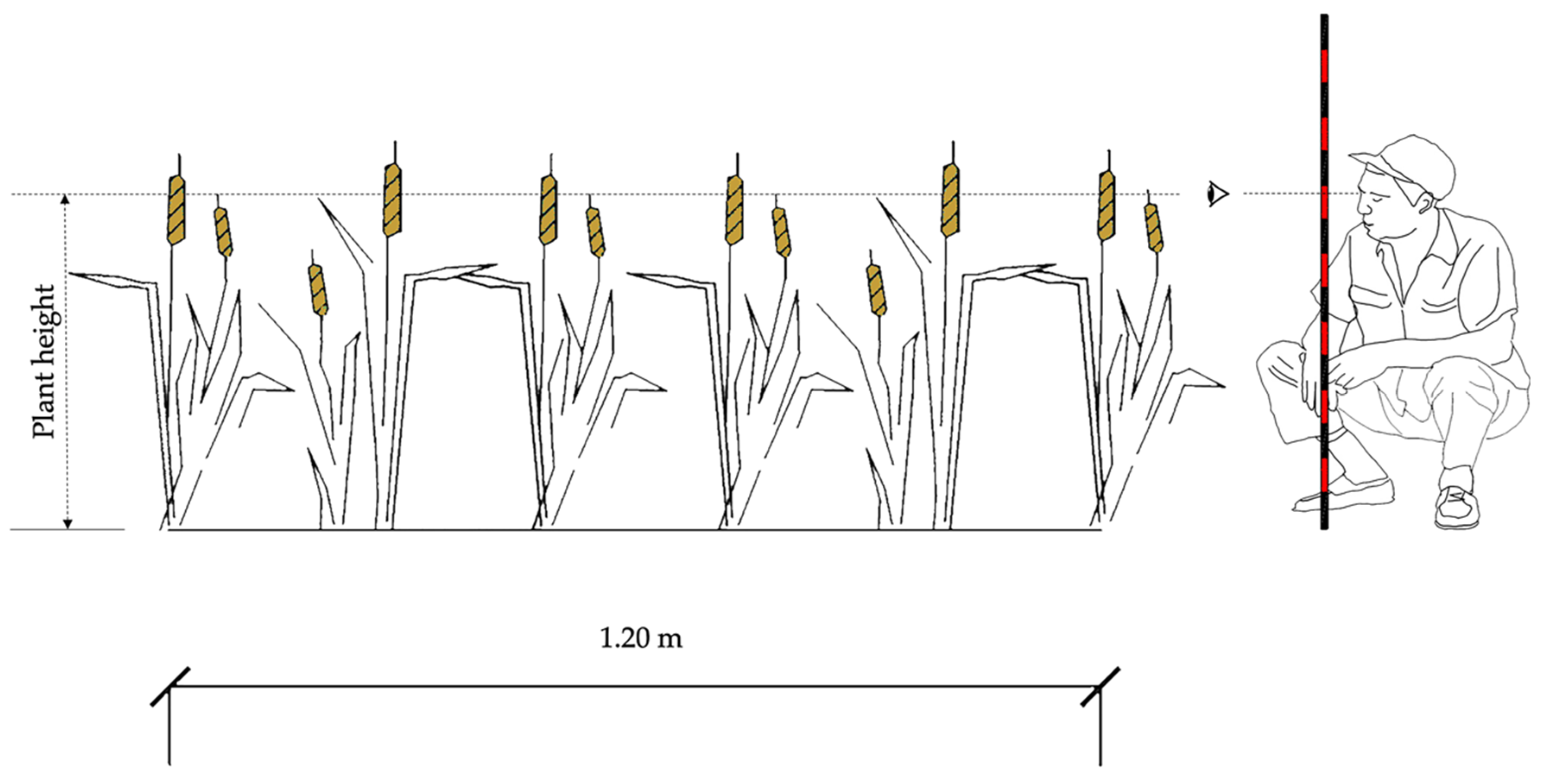 Agronomy 10 00175 g003