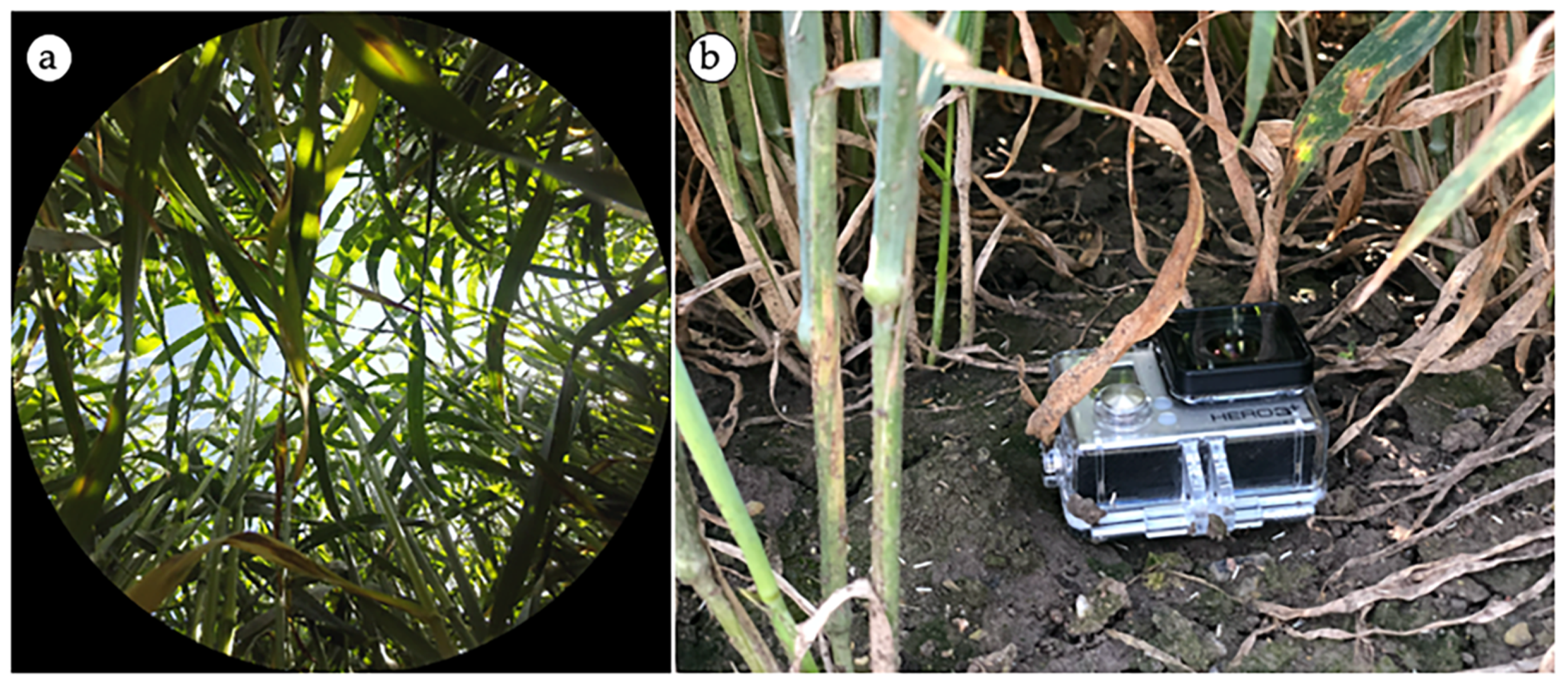 Agronomy 10 00175 g005