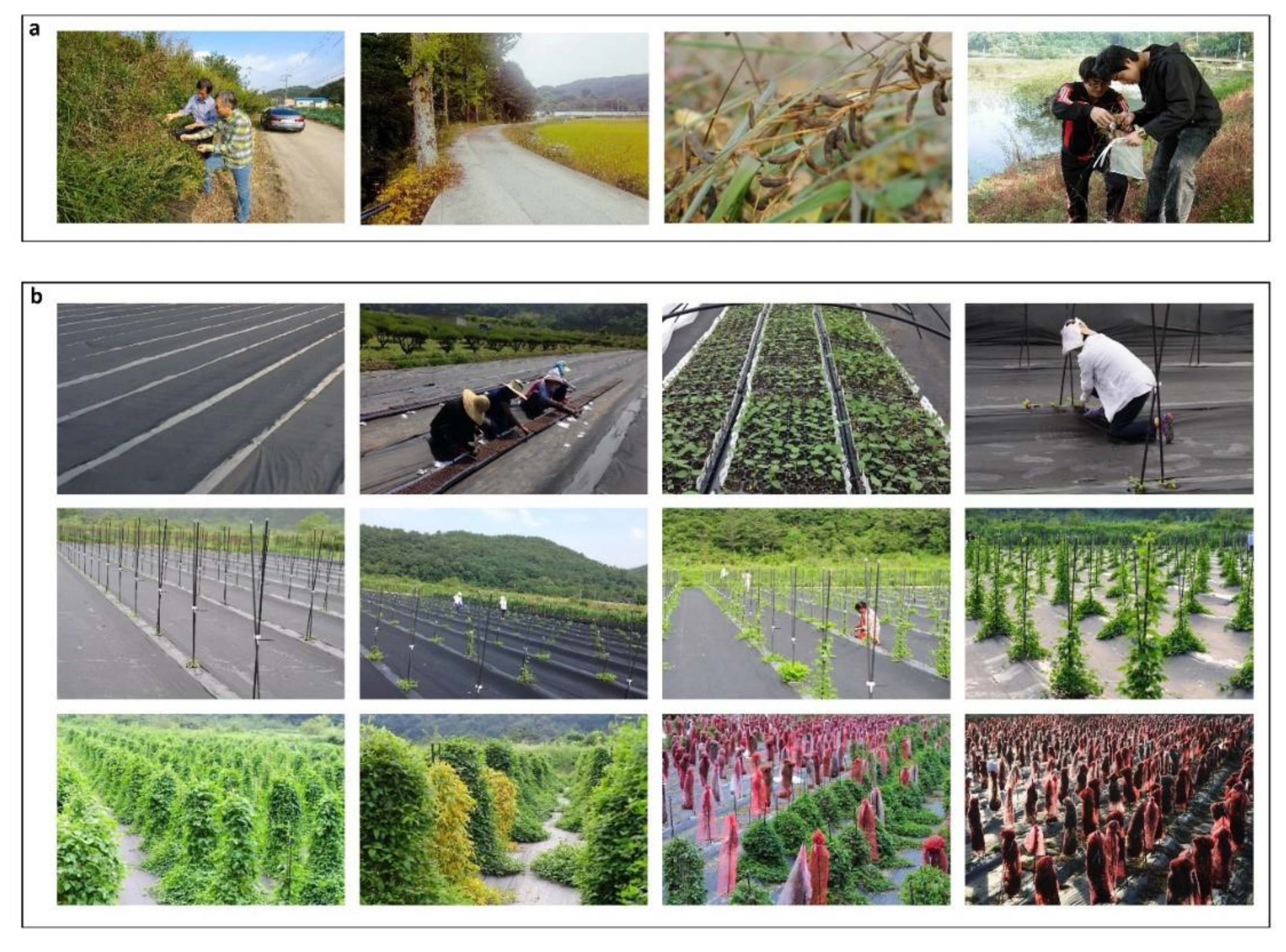 Agronomy 10 00214 g002 Agronomy 10 00214 g002