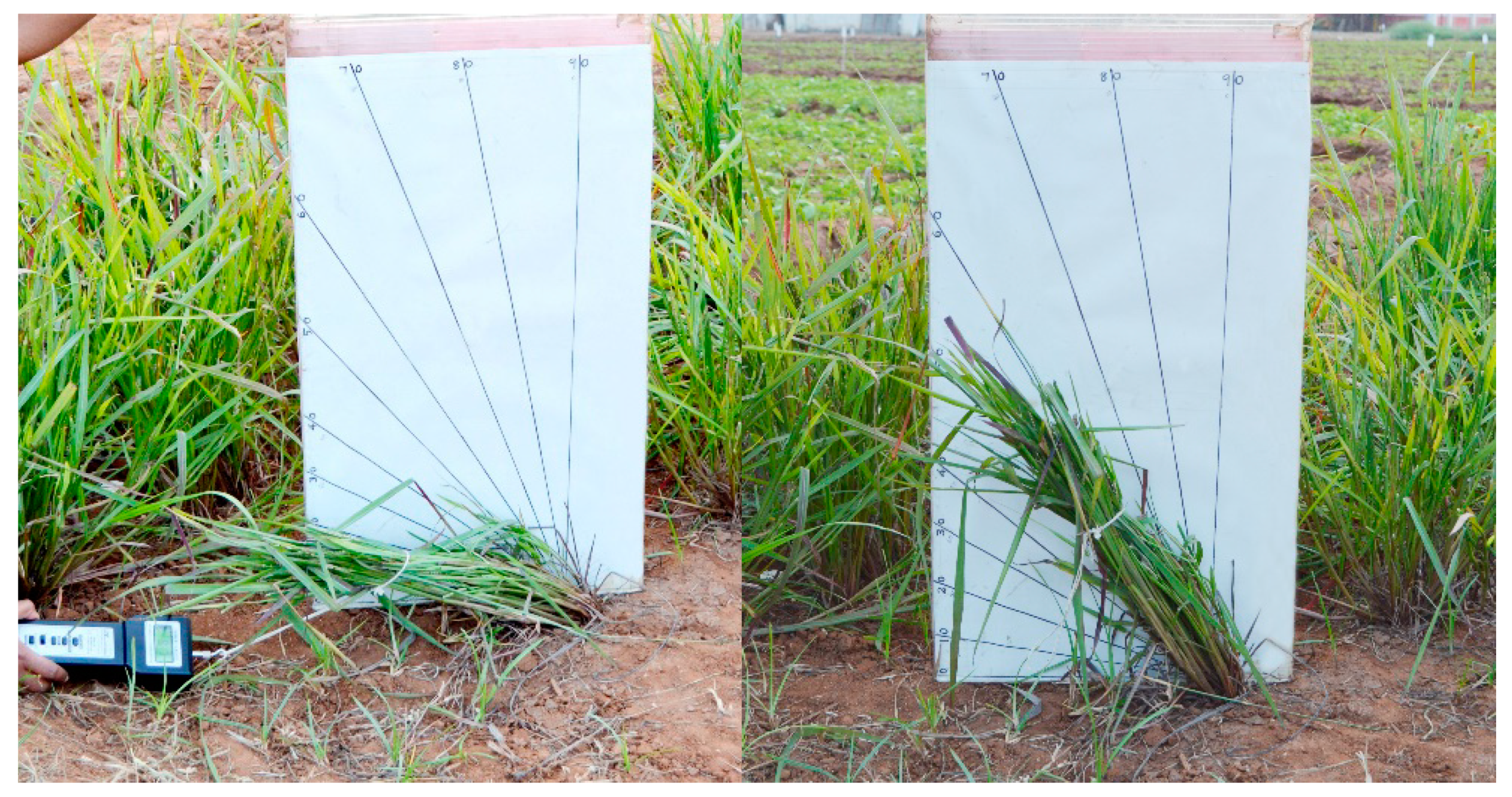 Agronomy 10 00227 g002