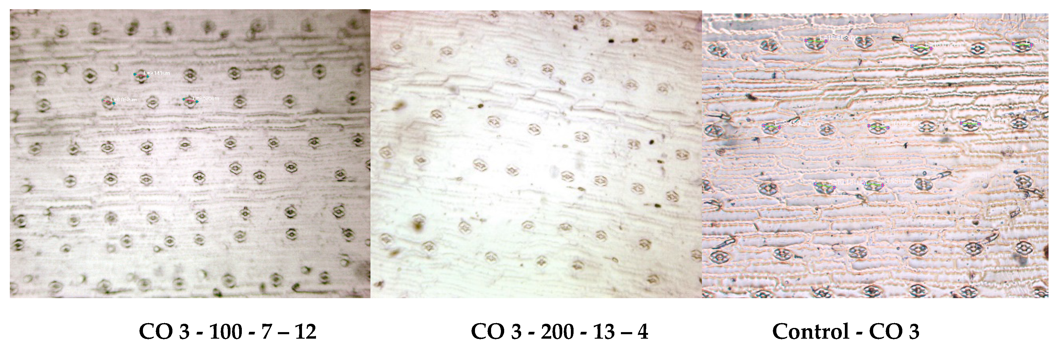 Agronomy 10 00227 g003