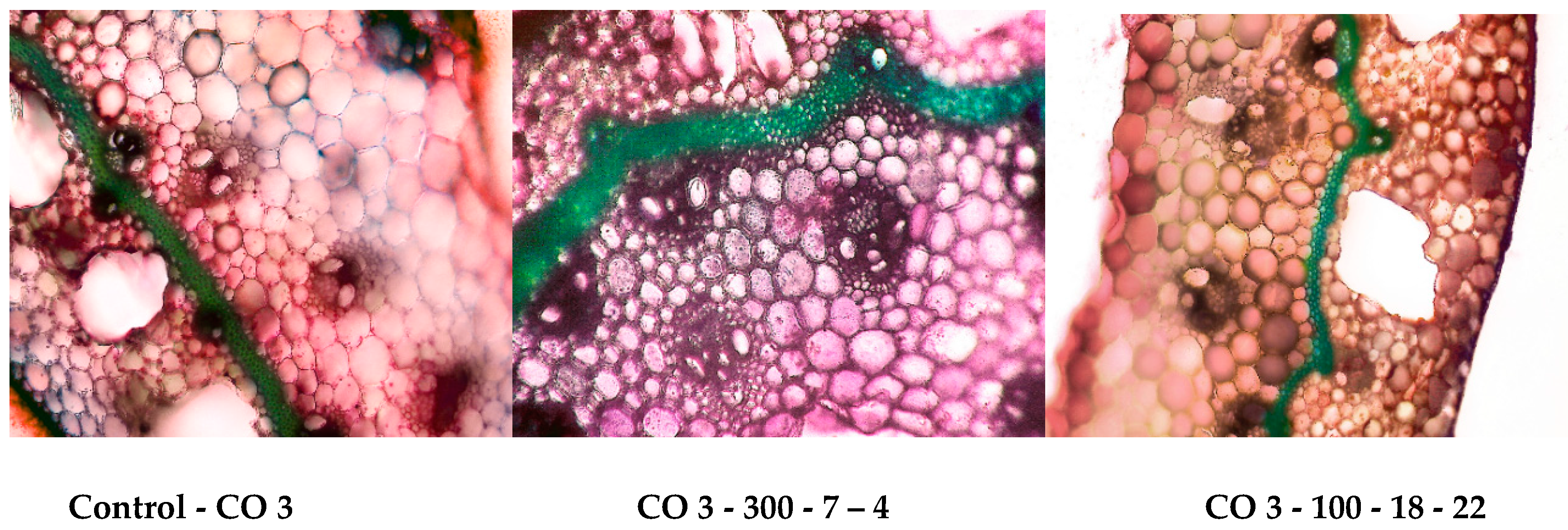 Agronomy 10 00227 g006