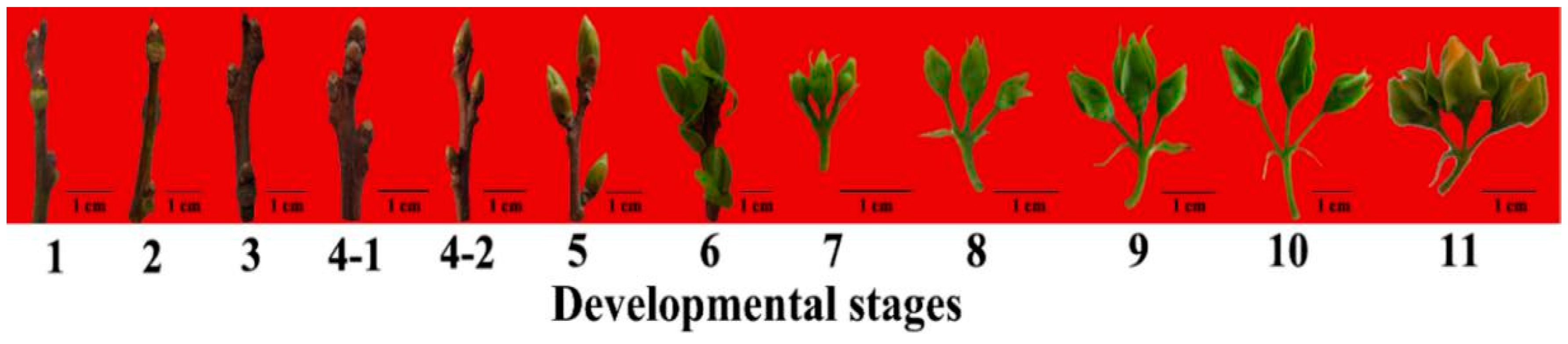 Agronomy 10 00234 g001 Agronomy 10 00234 g001