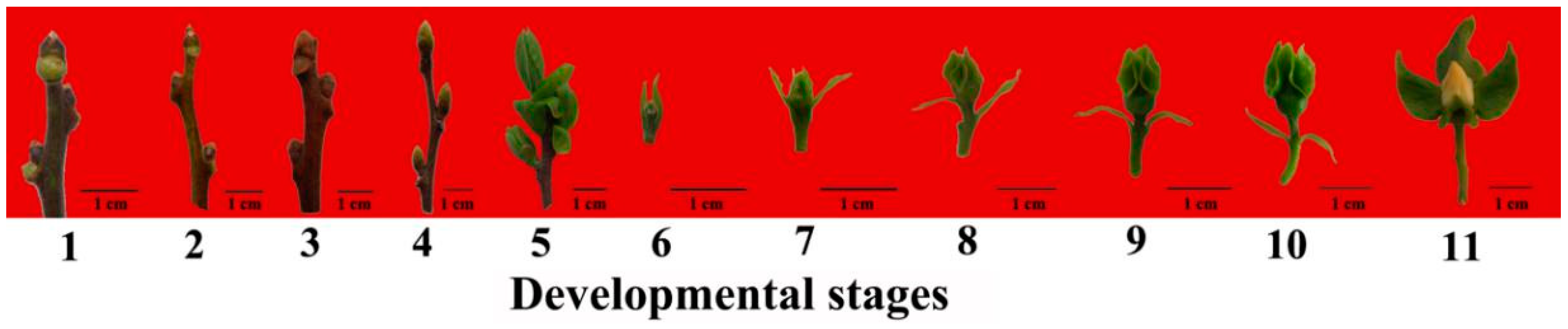 Agronomy 10 00234 g002 Agronomy 10 00234 g002