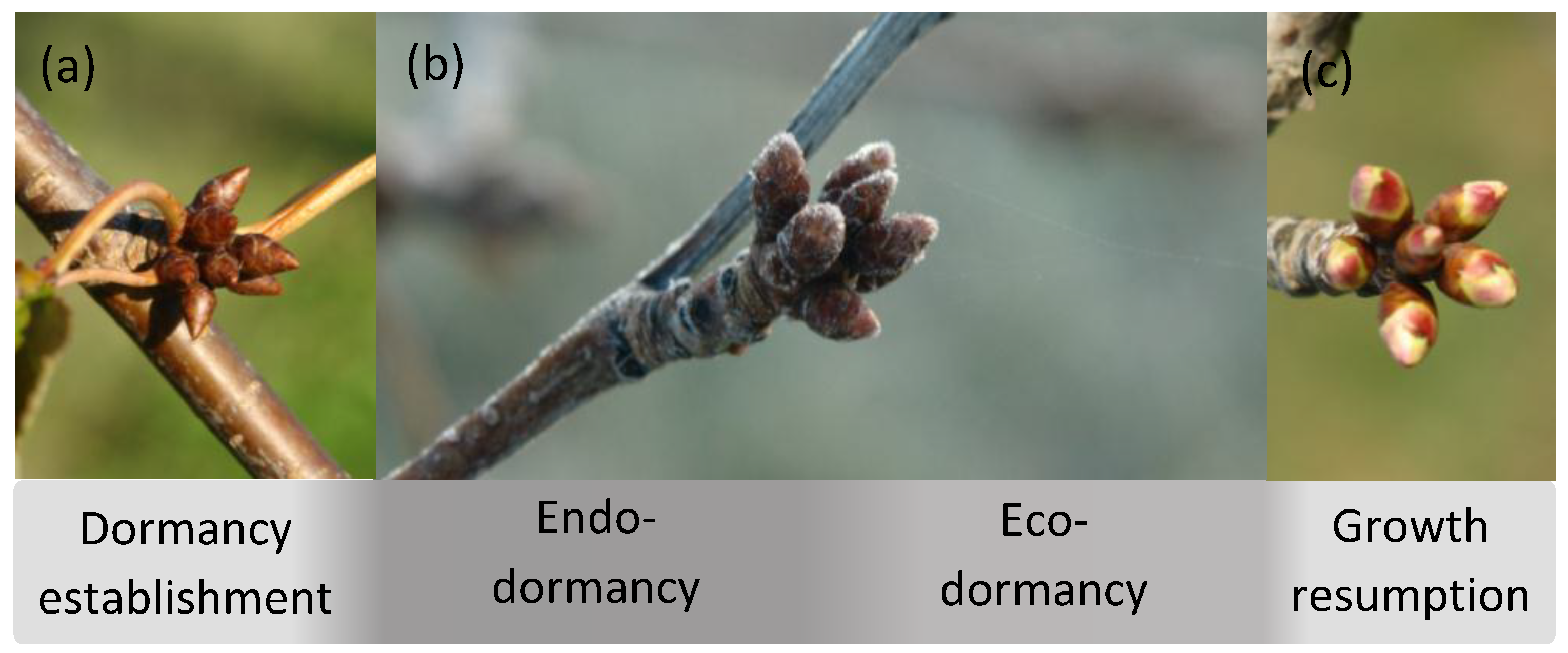 Agronomy 10 00241 g001