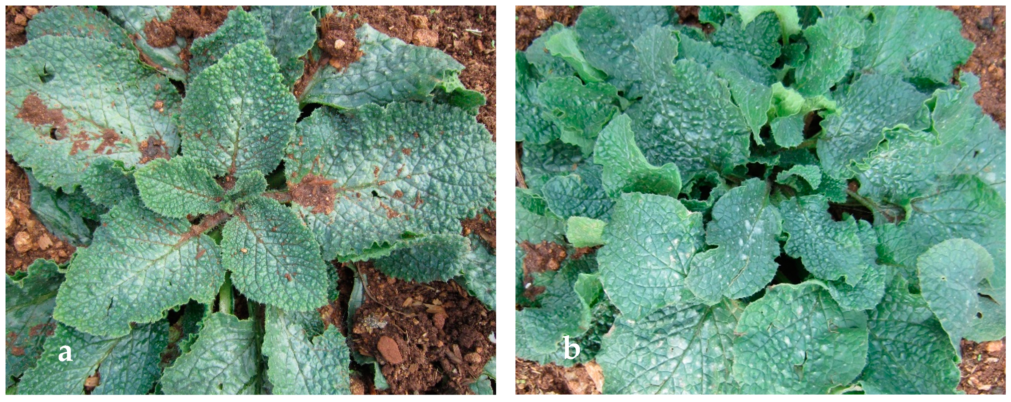 Agronomy 10 00242 g001