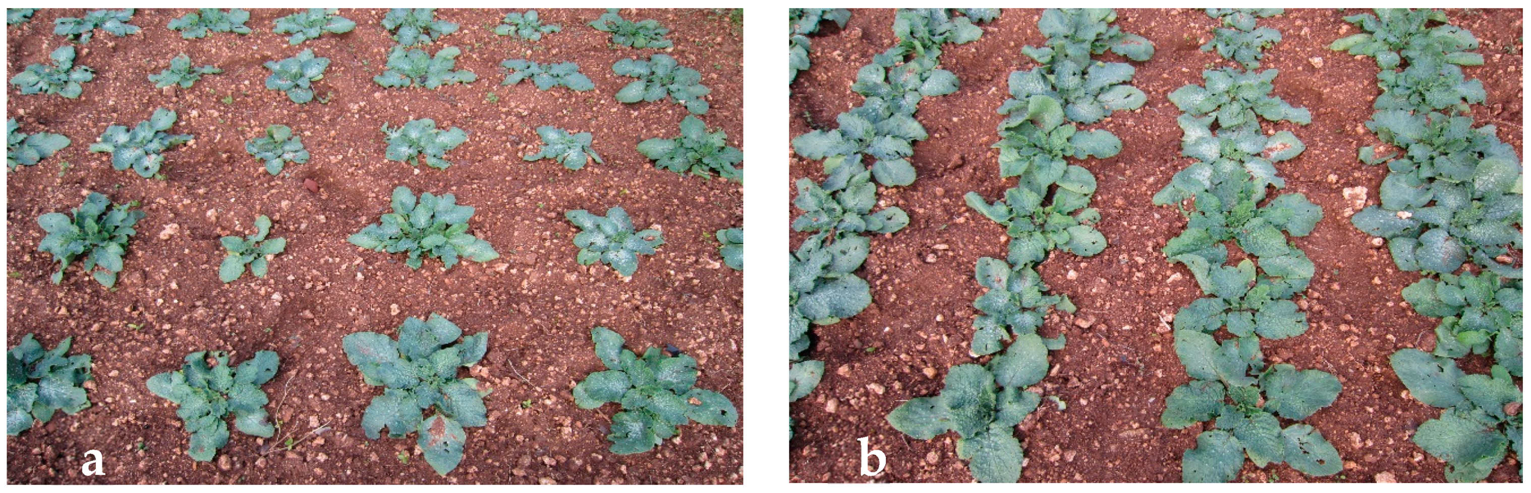 Agronomy 10 00242 g002