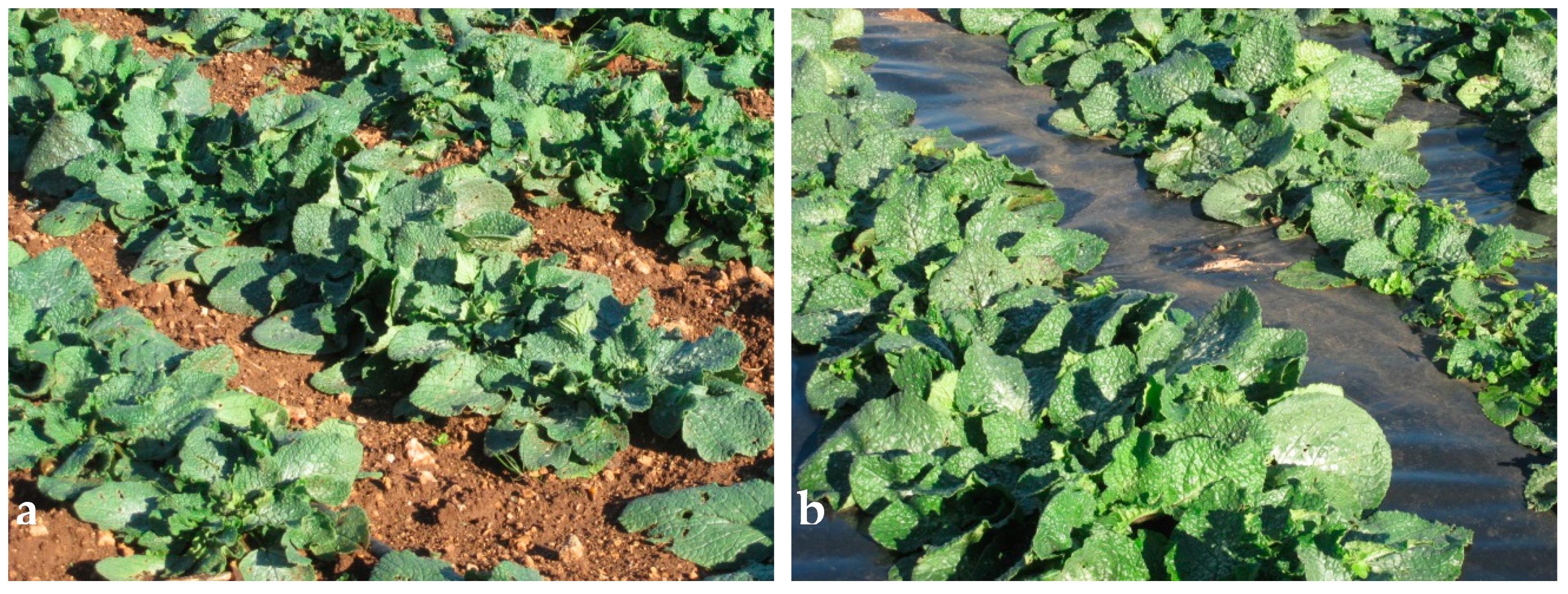 Agronomy 10 00242 g003