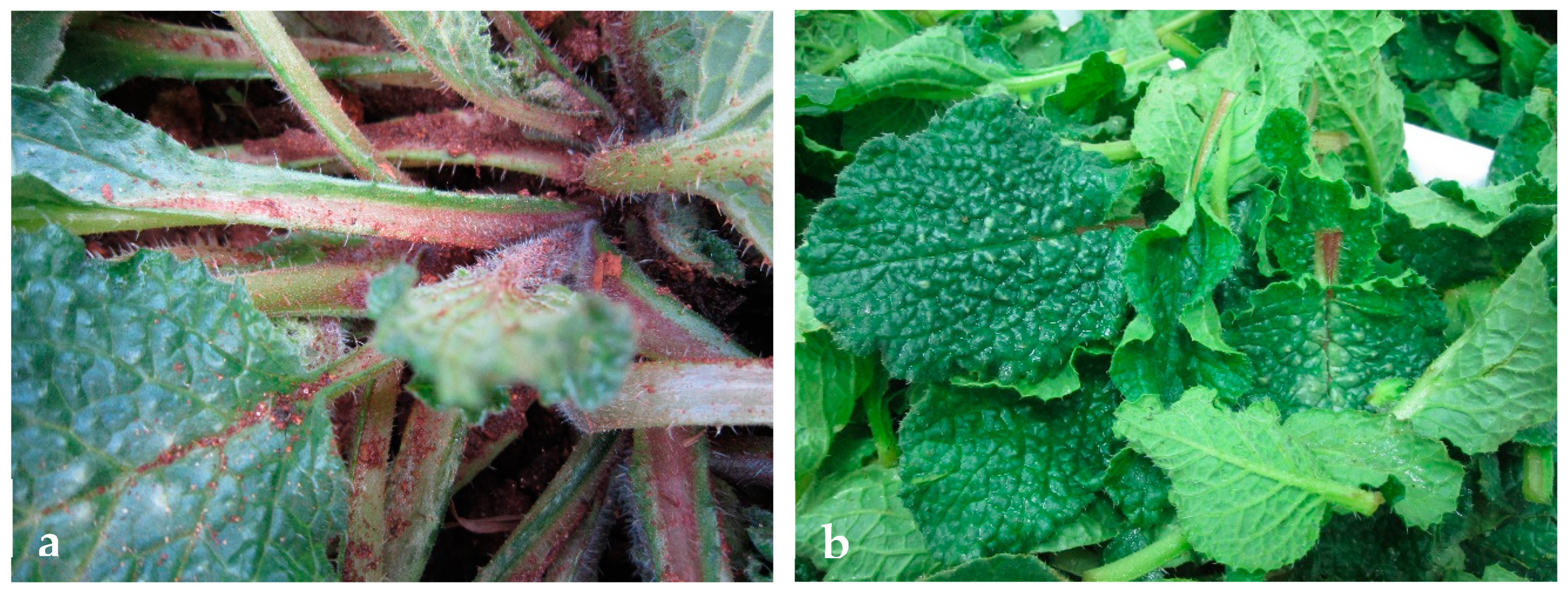 Agronomy 10 00242 g004