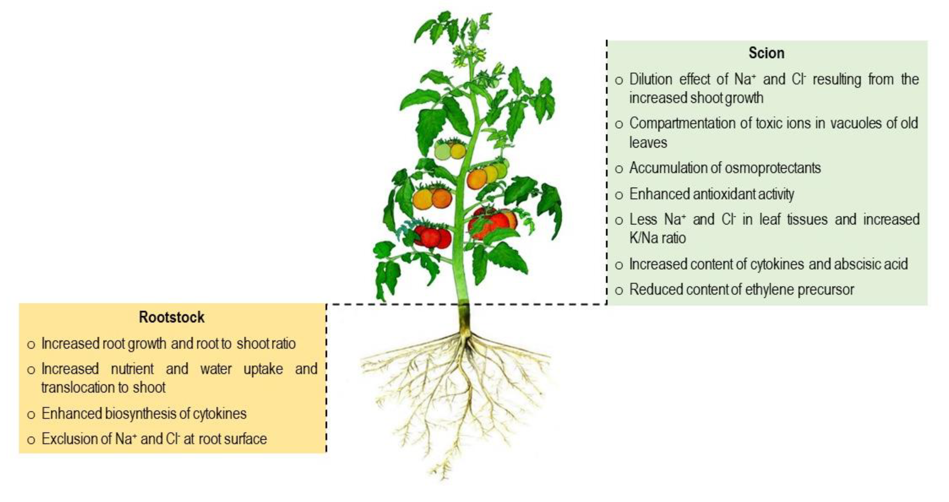 Agronomy 10 00263 g001