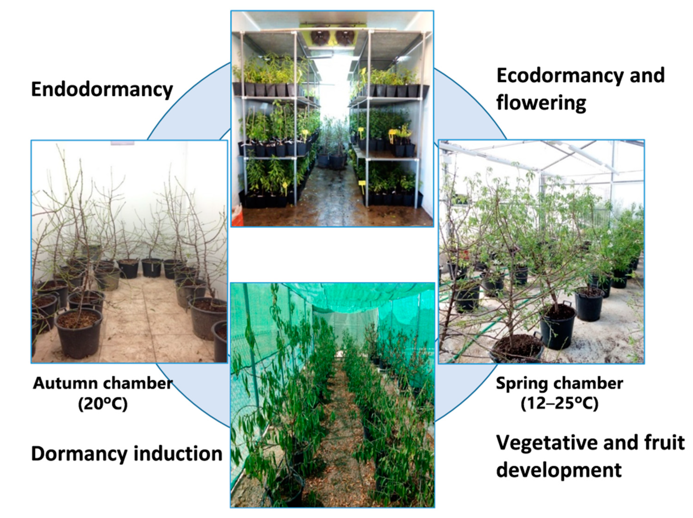Agronomy 10 00277 g001