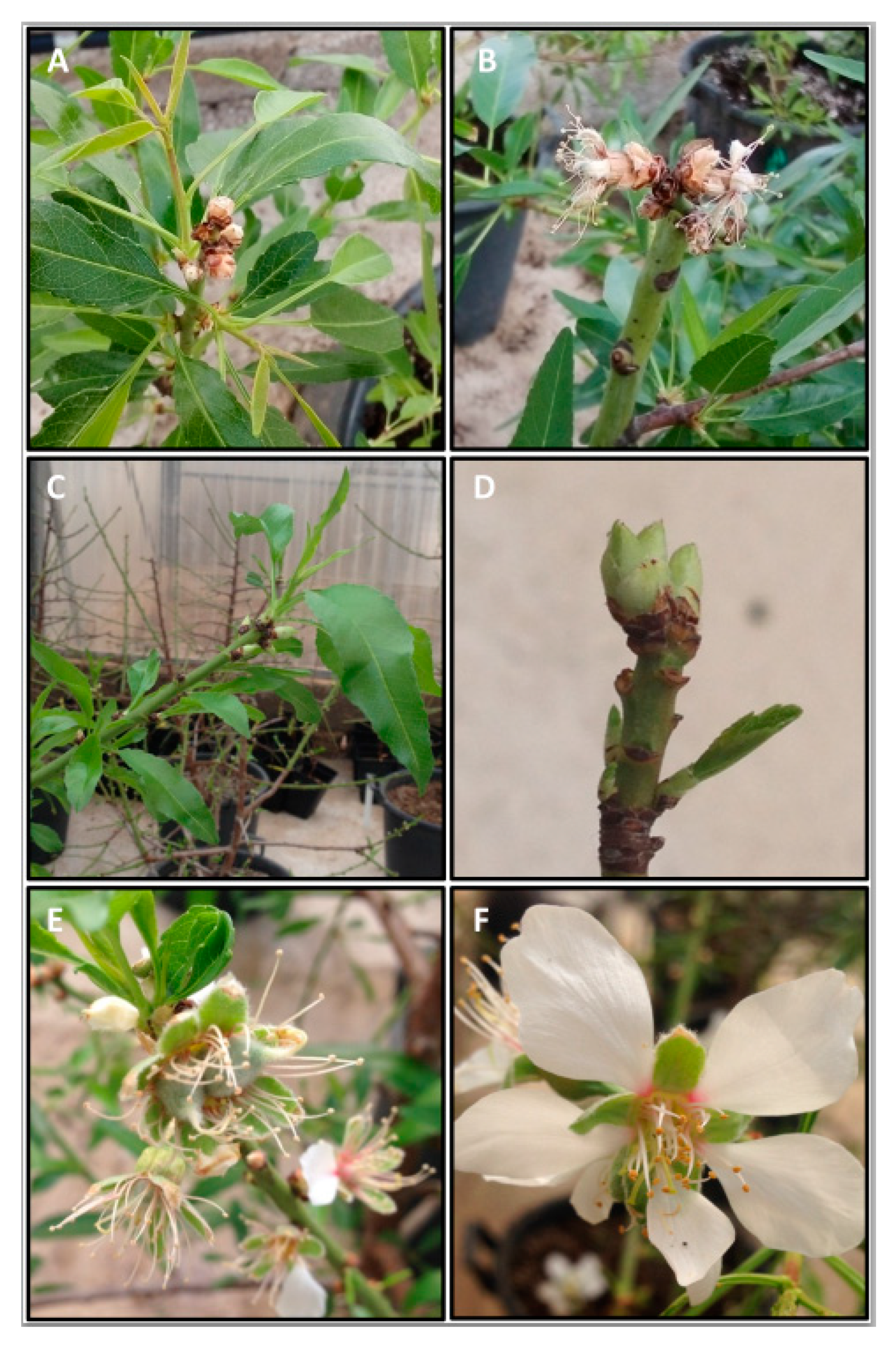 Agronomy 10 00277 g006