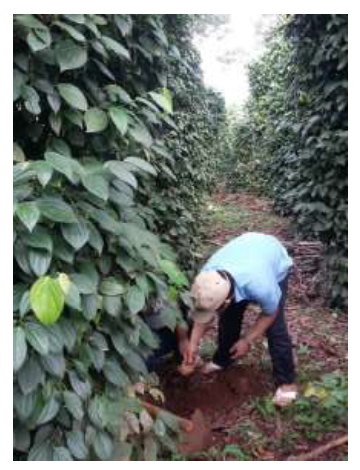 Agronomy 10 00286 g001