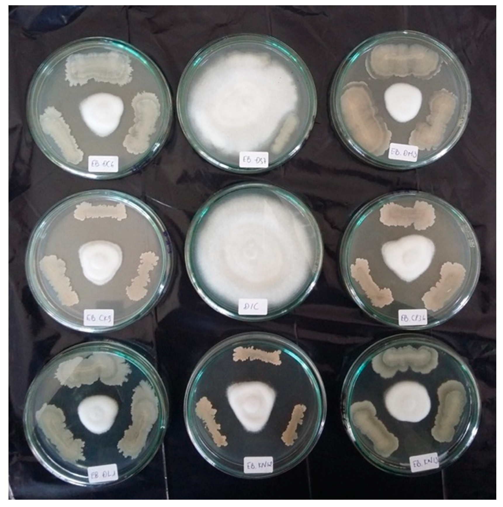 Agronomy 10 00286 g002